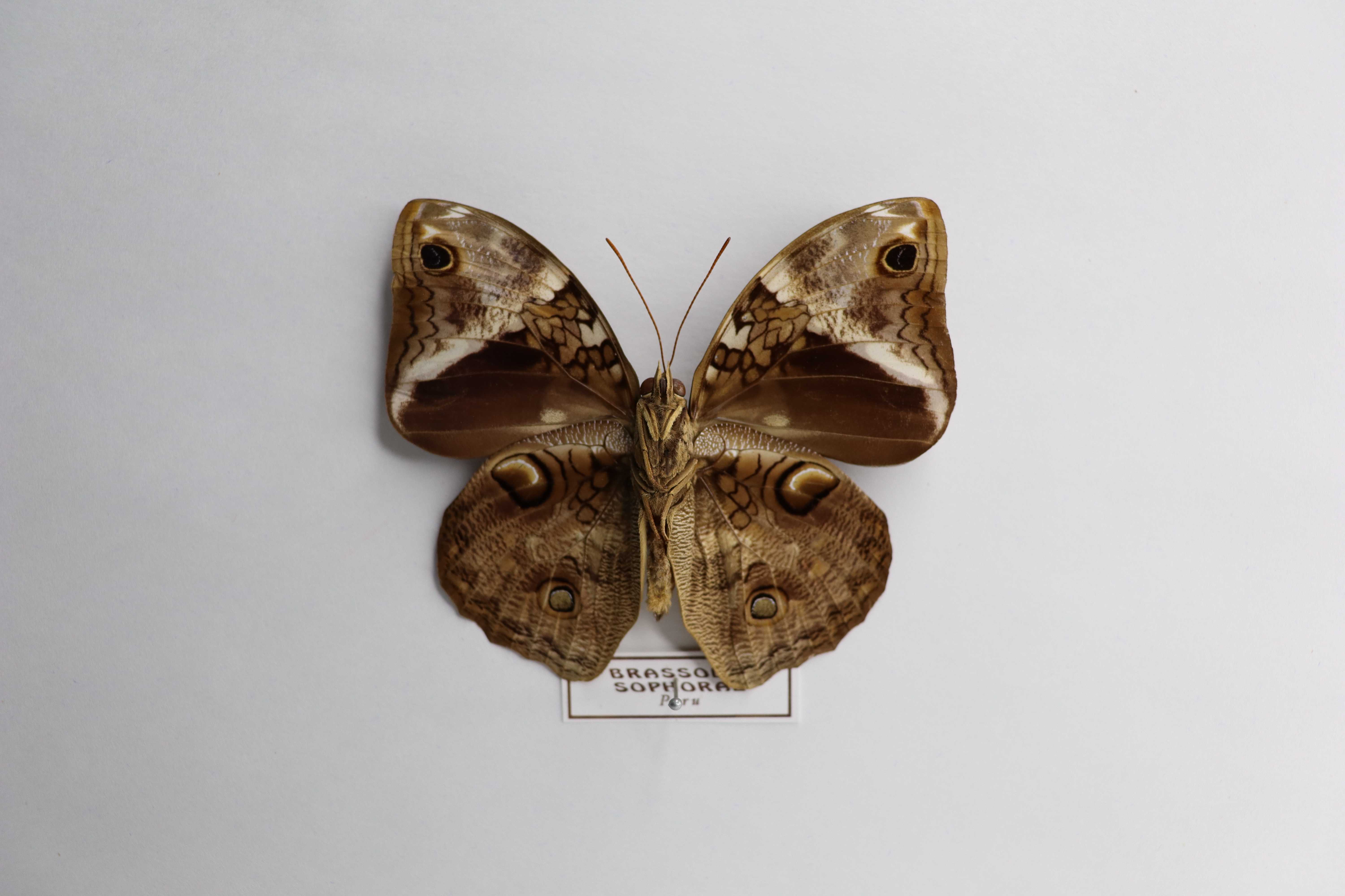 Brassolis sophorae ardens