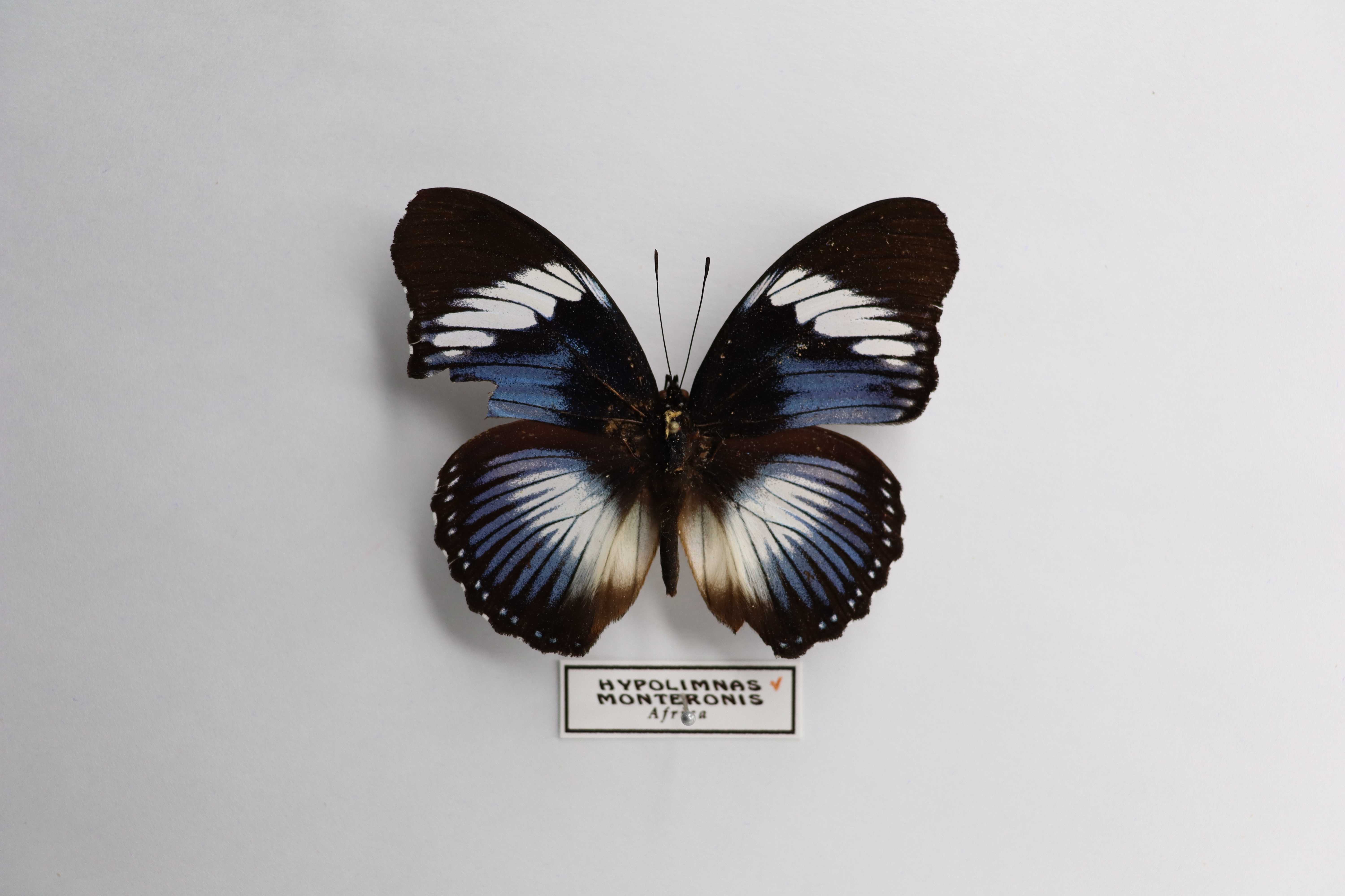 Hypolimnas monteironis