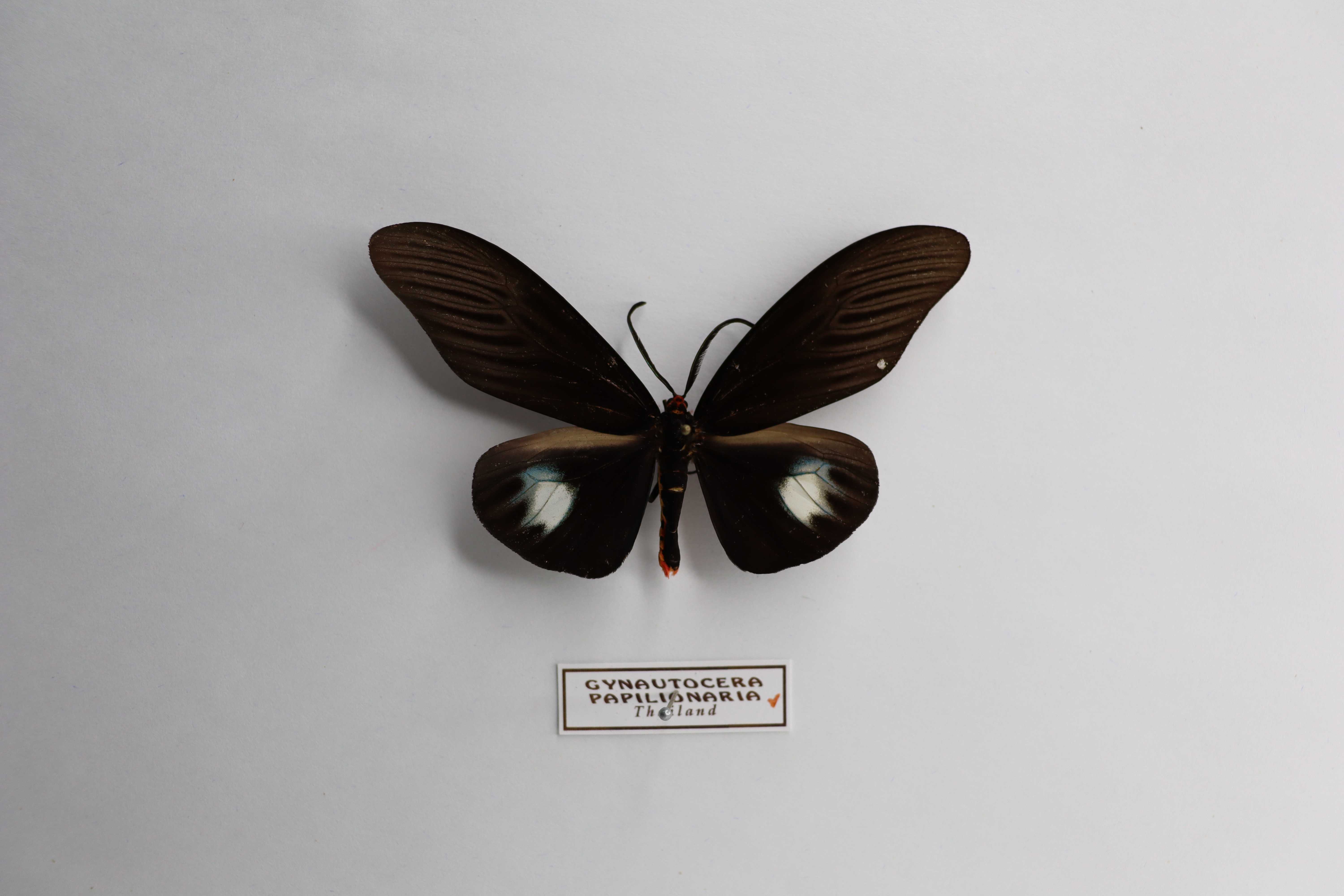 Gynautocera papilionaria