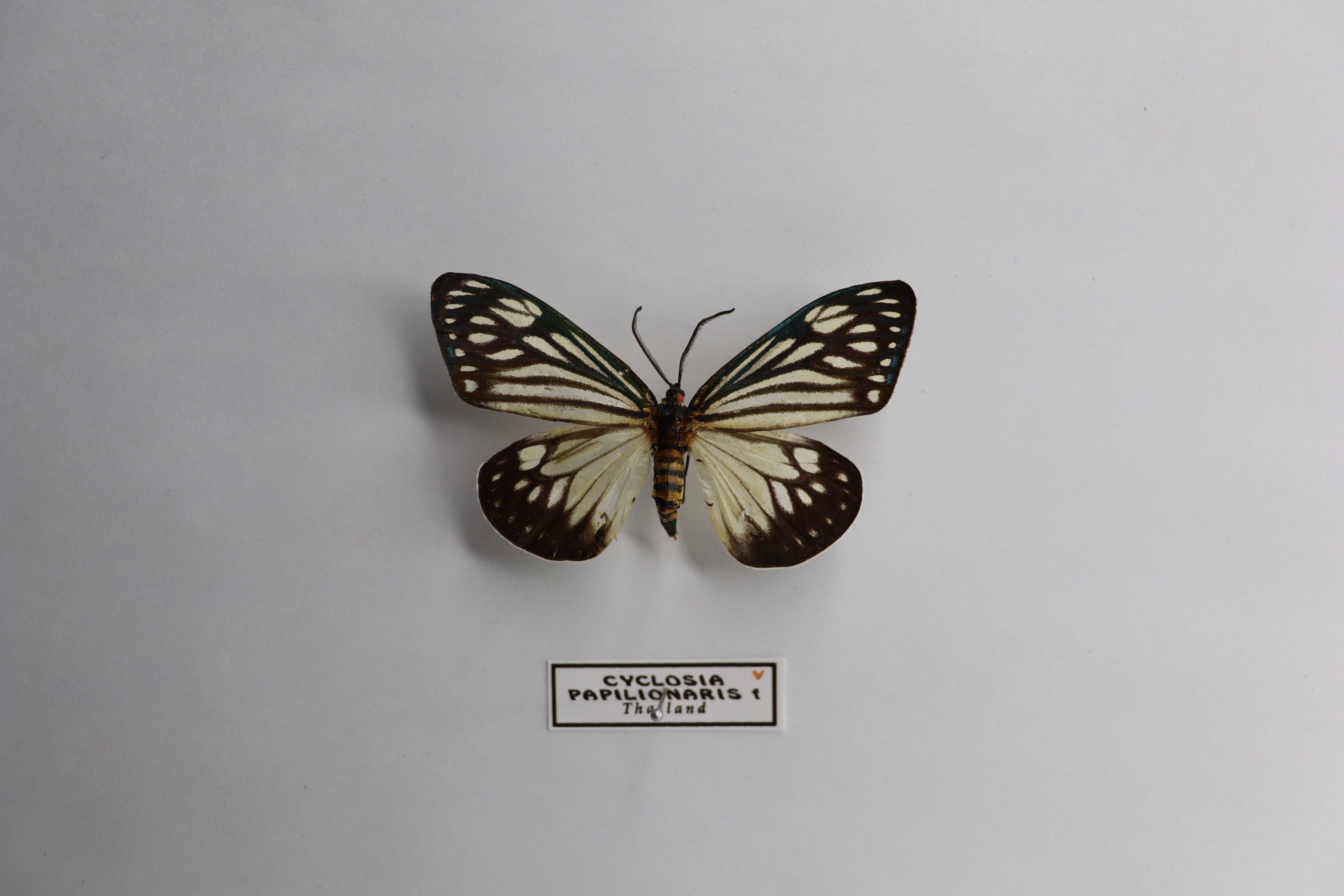 Cyclosia papilionaris