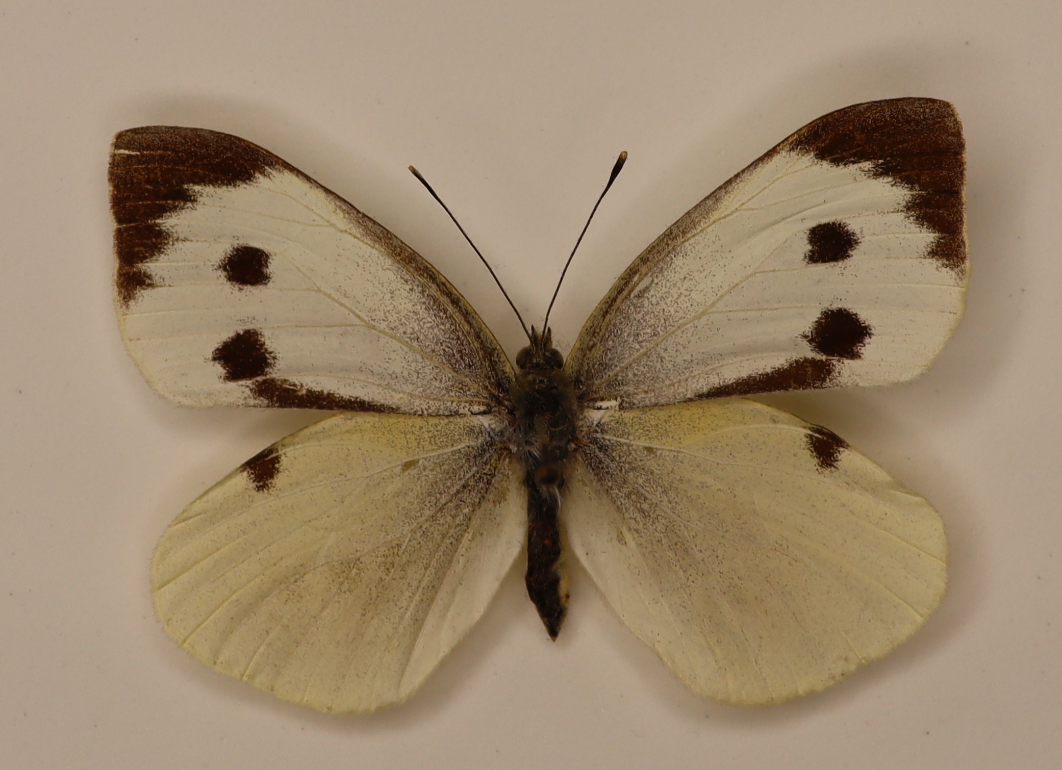 Pieris Brassicae M Rybinsk, Russia