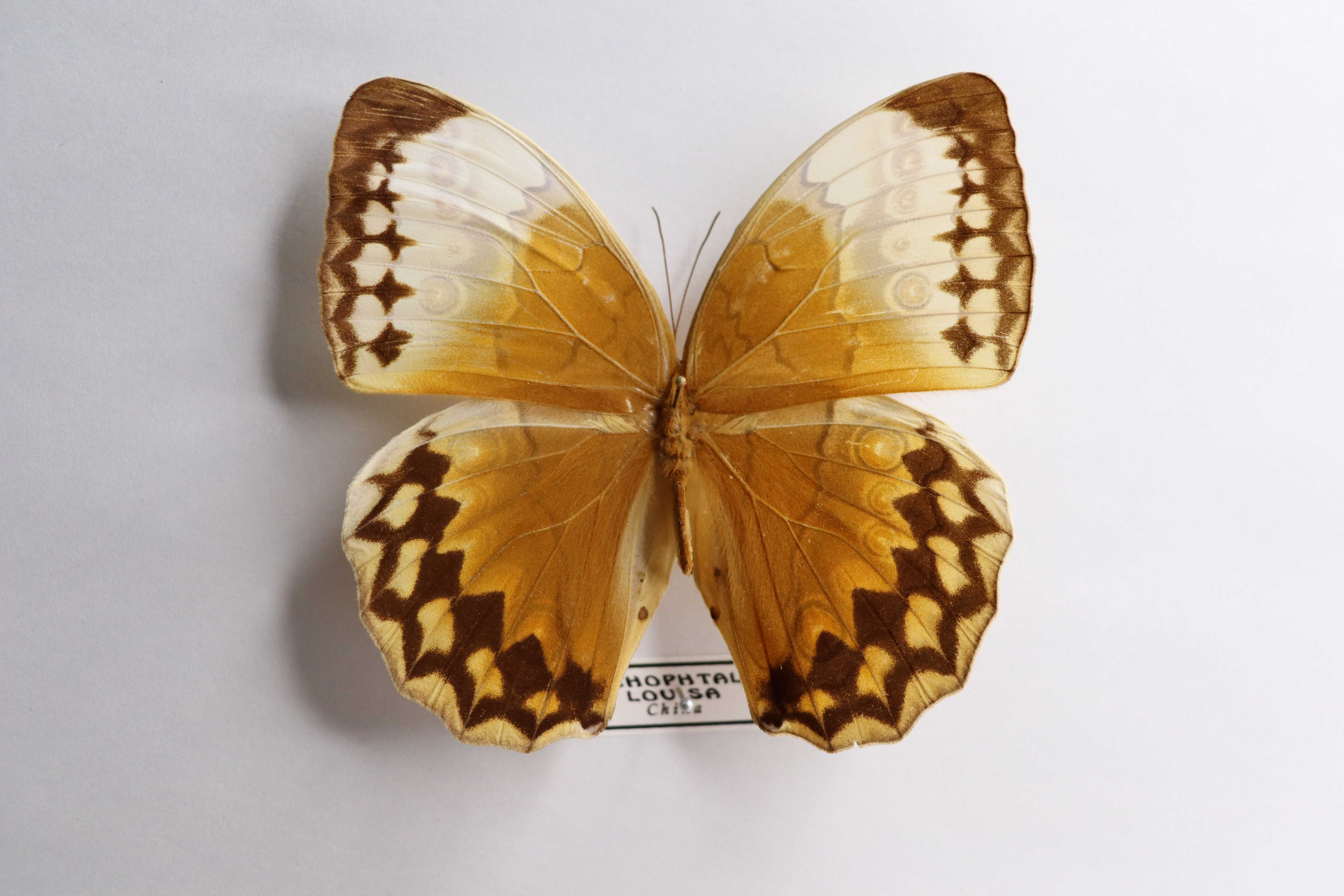 Stichophthalma louisa