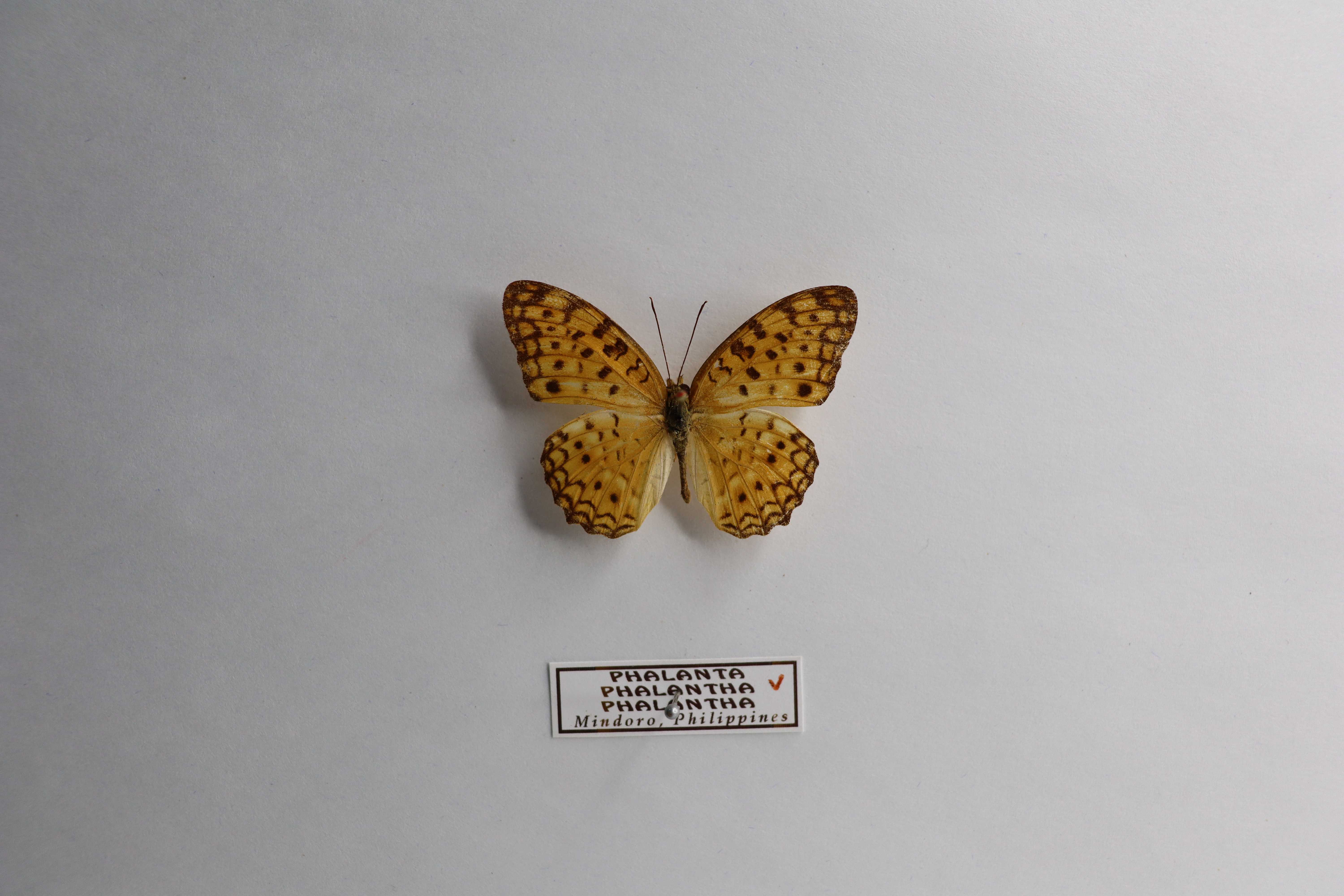 Phalanta phalantha phalantha
