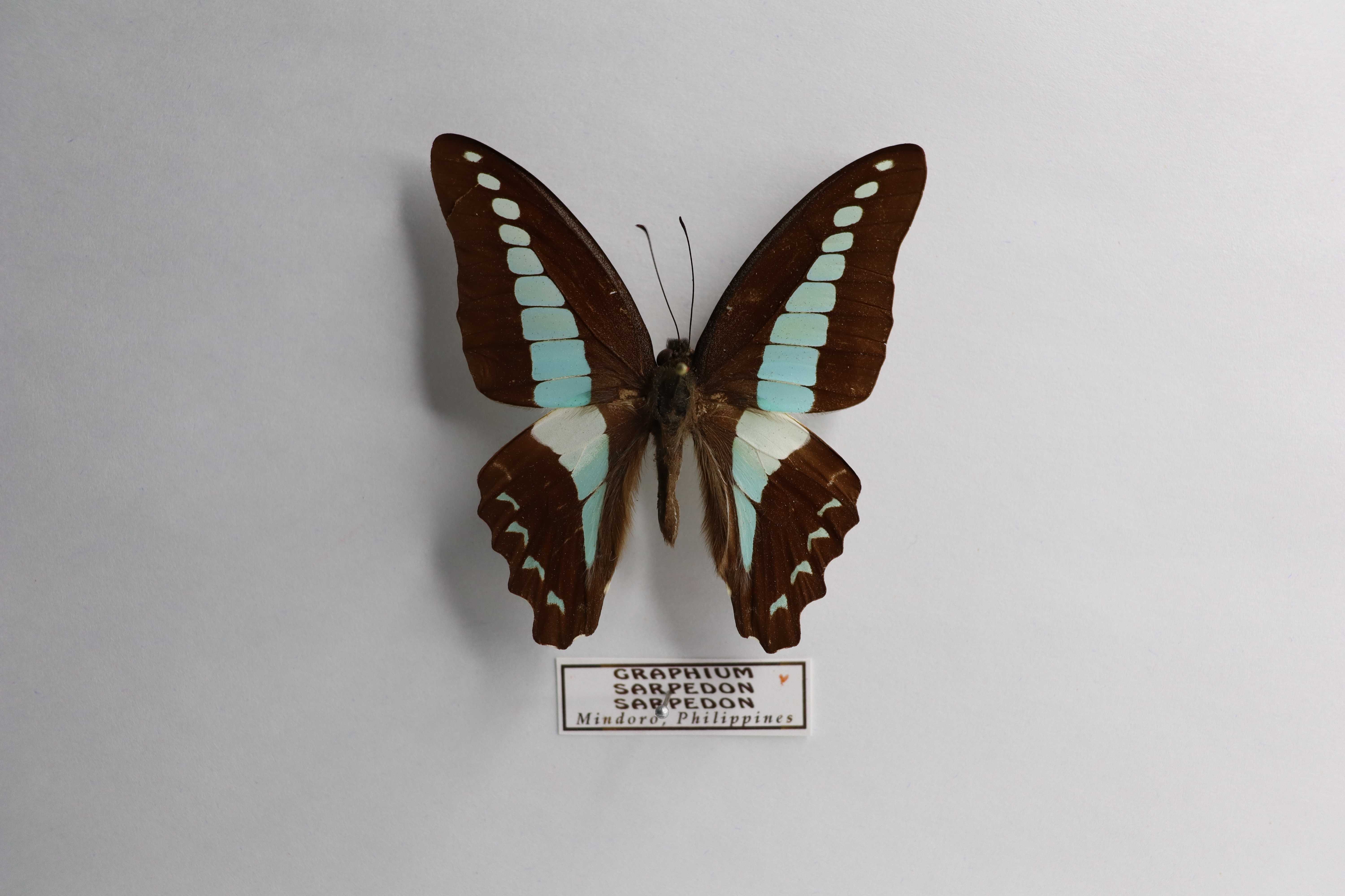 Graphium sarpedon sarpedon