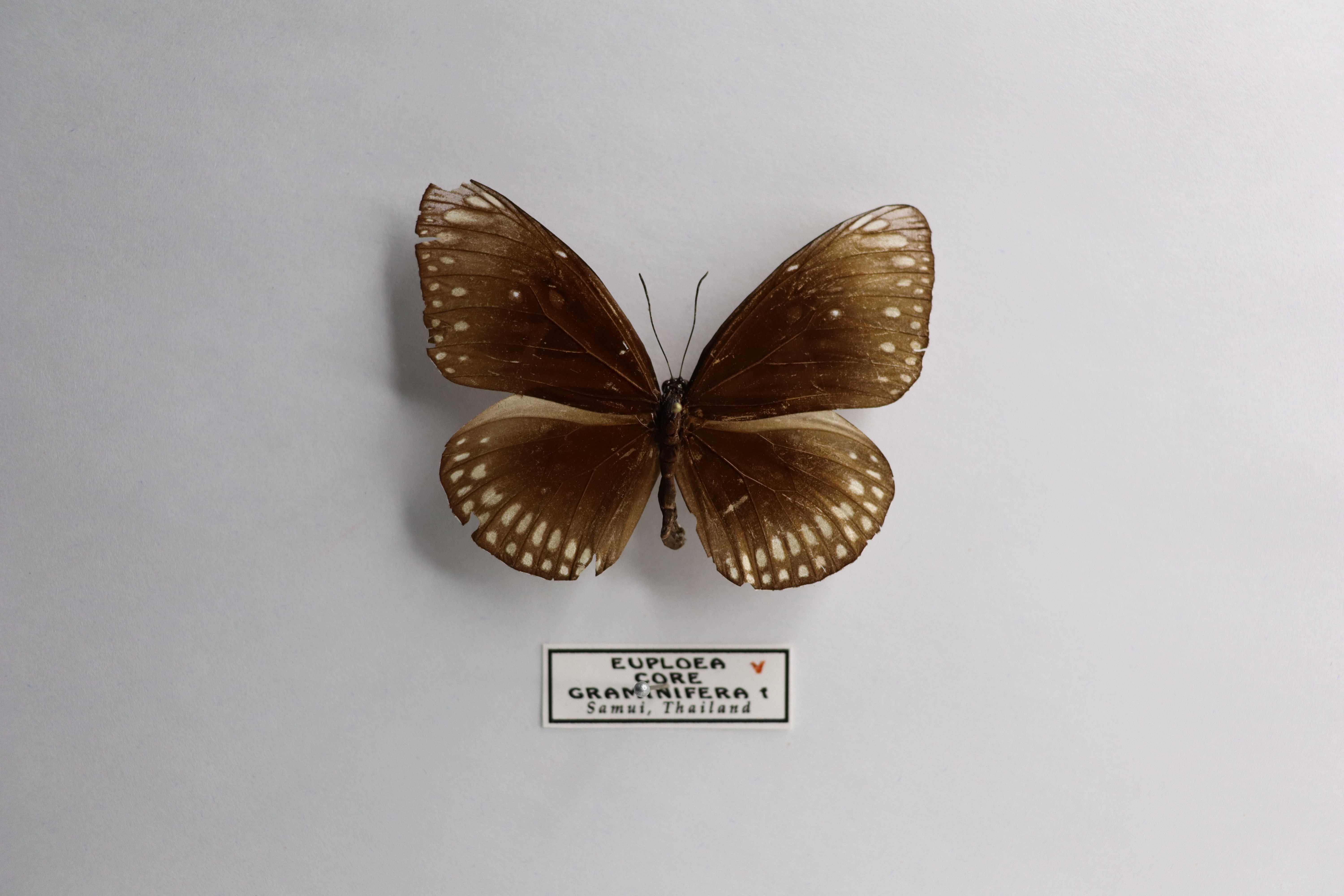 Euploea core graminifera