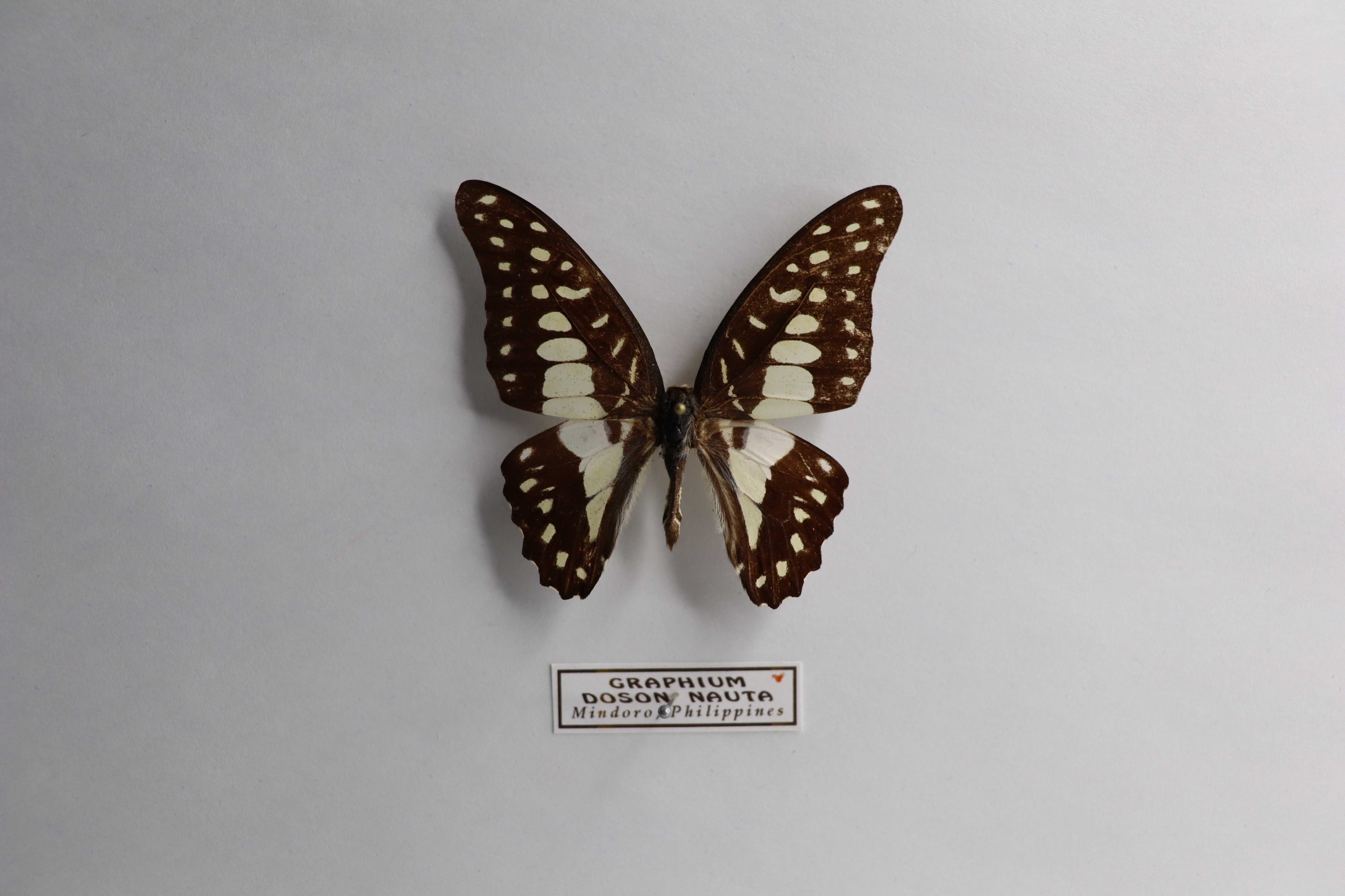 Graphium doson nauta