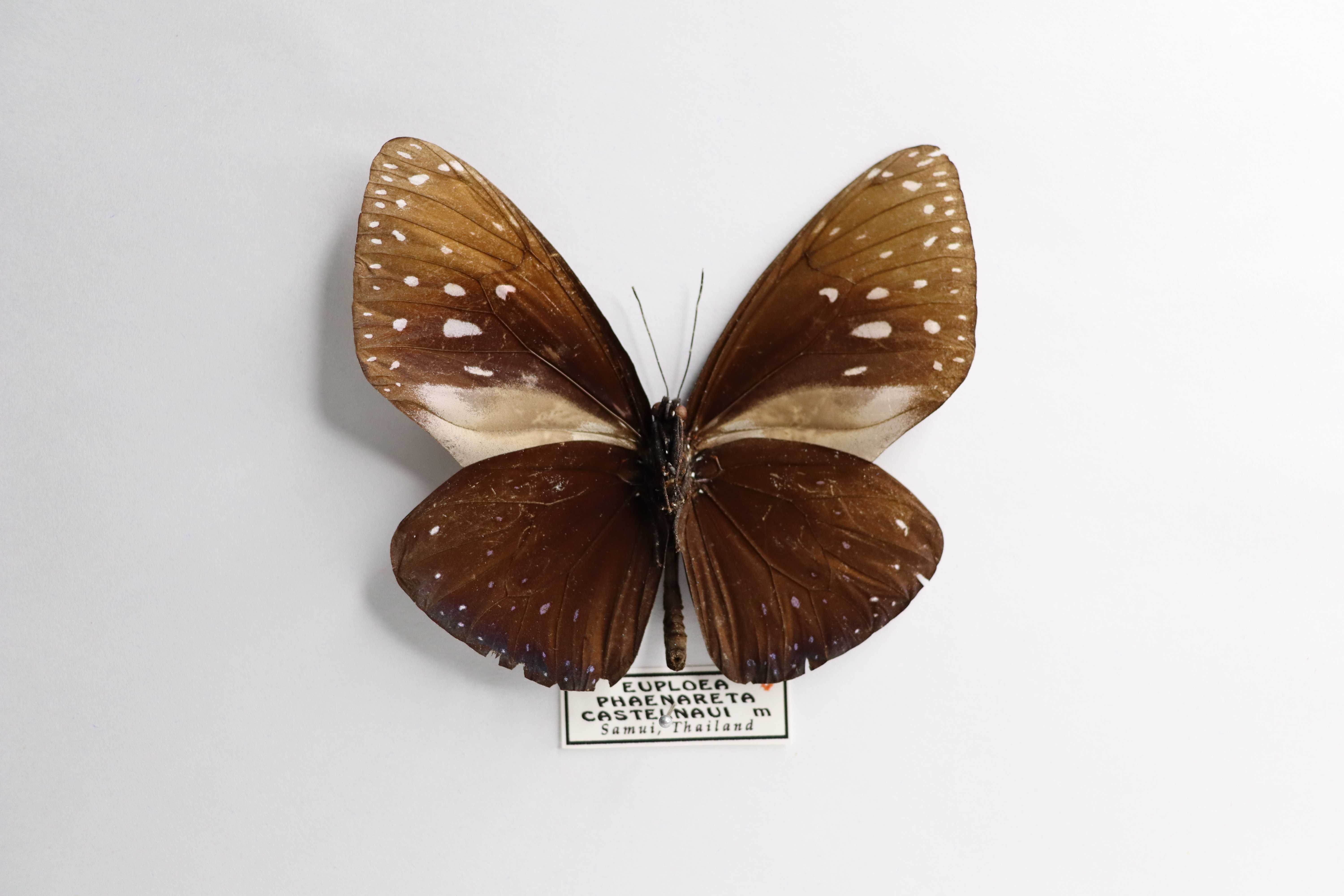 Euploea phaenareta castelnaui
