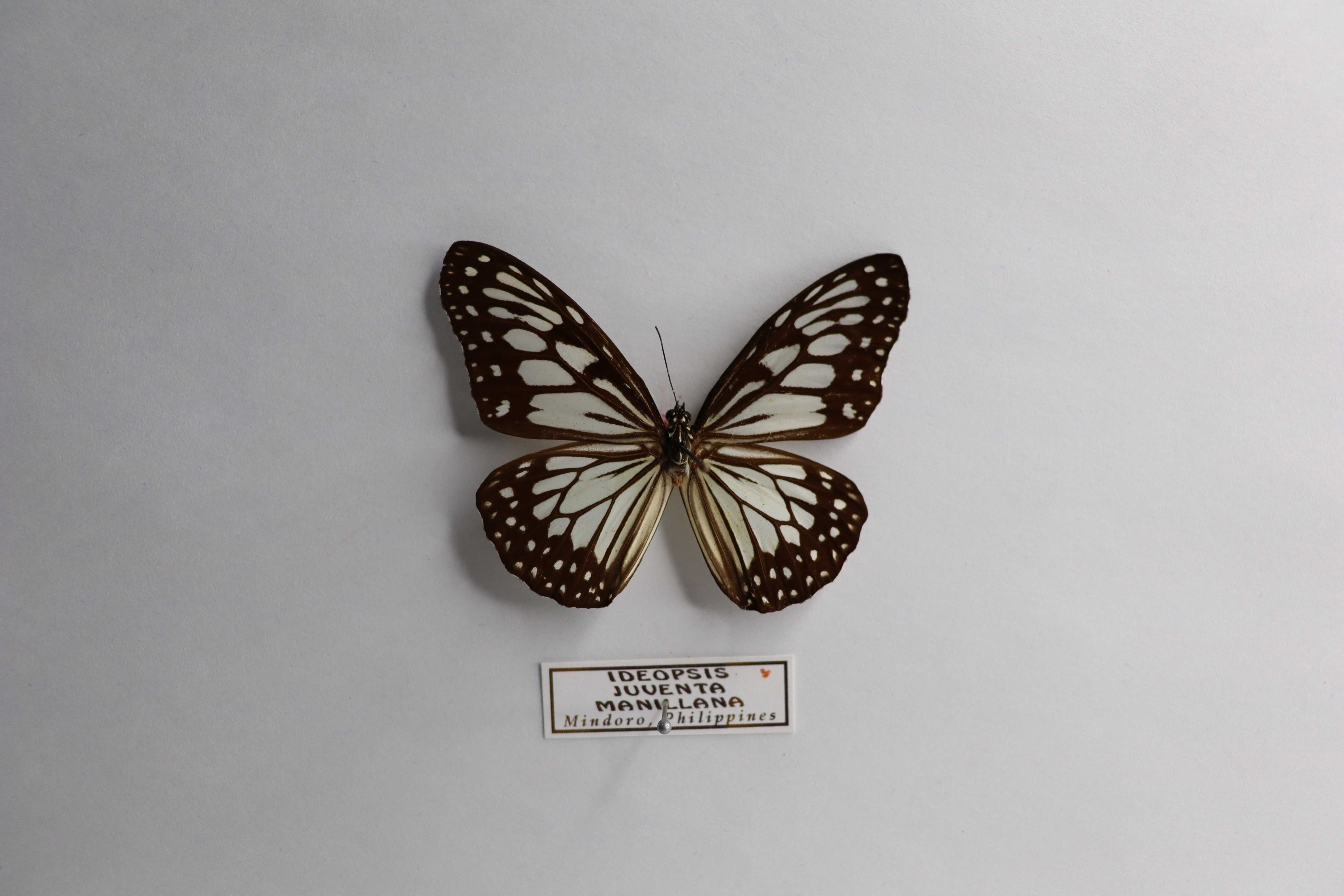 Ideopsis juventa manillana