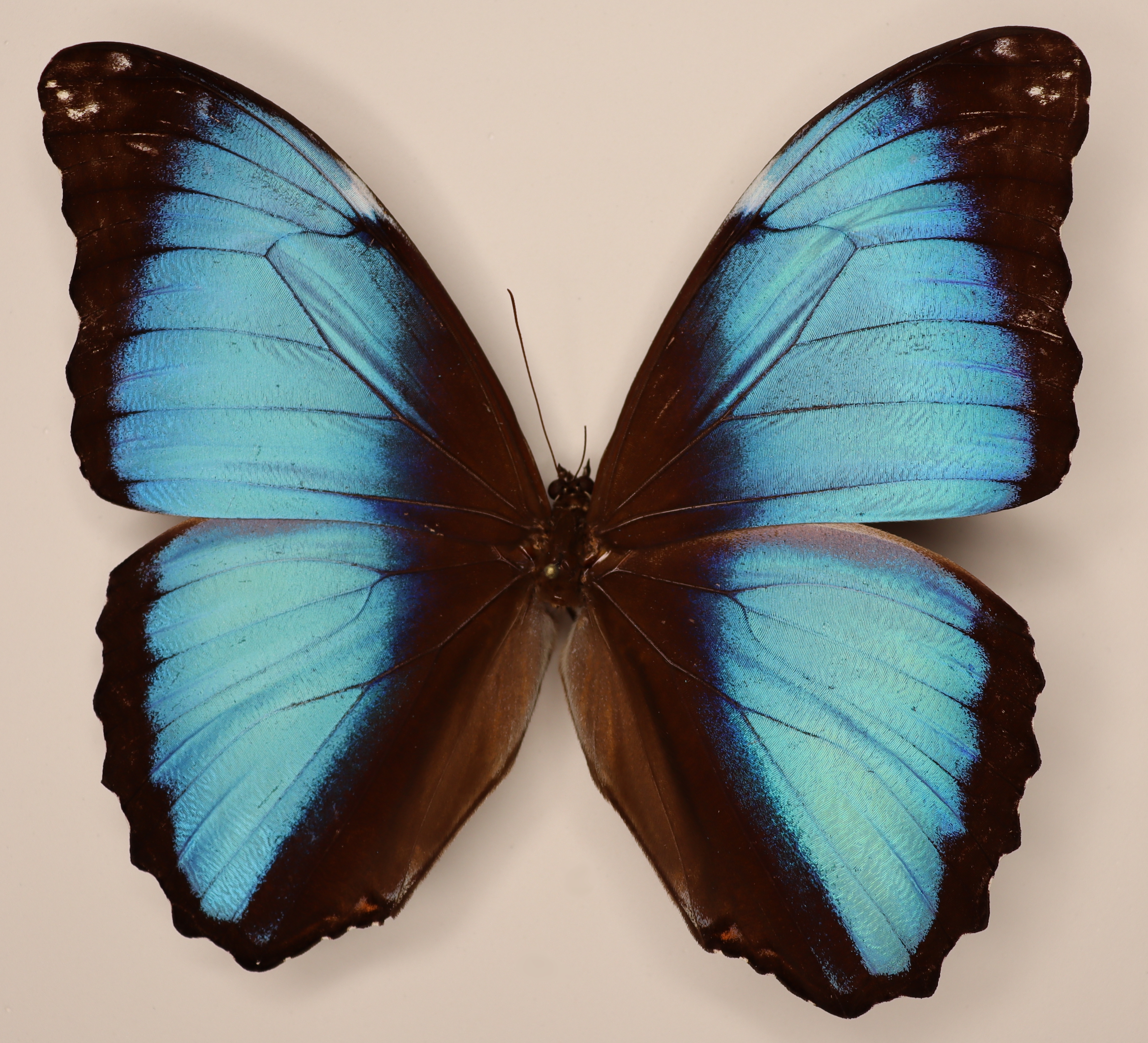 Morpho Deidamia Peru