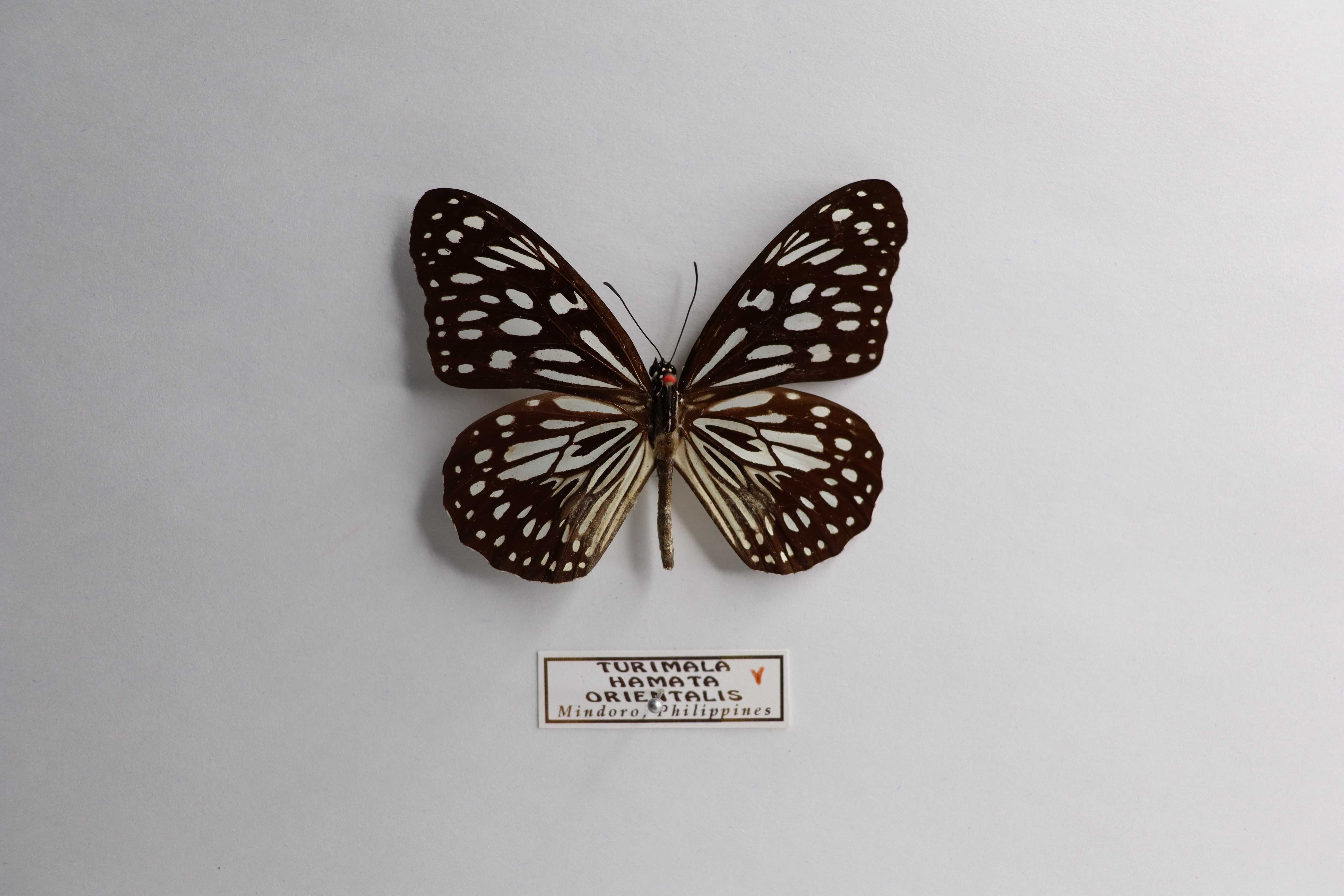 Tirumala hamata orientalis