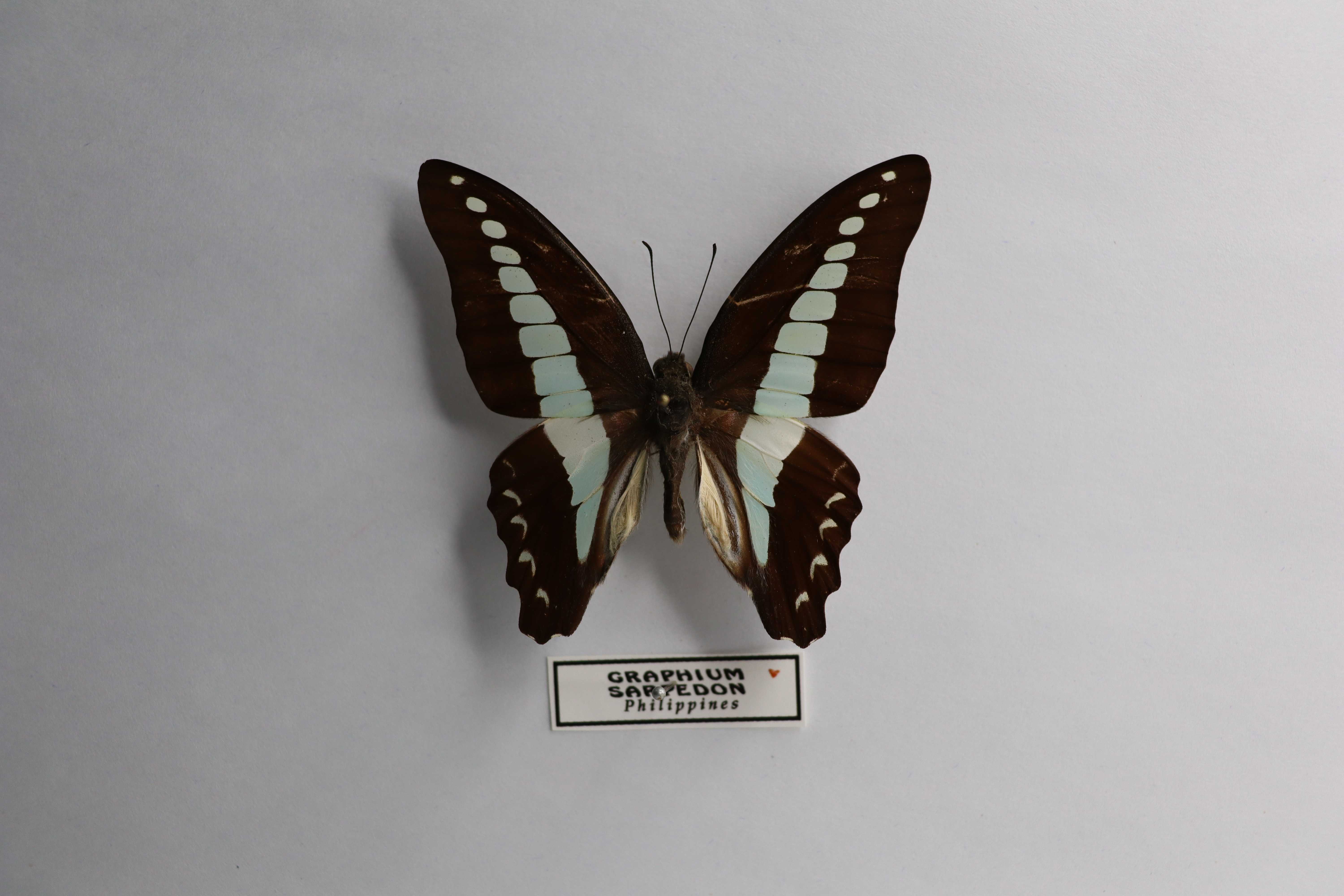 Graphium sarpedon