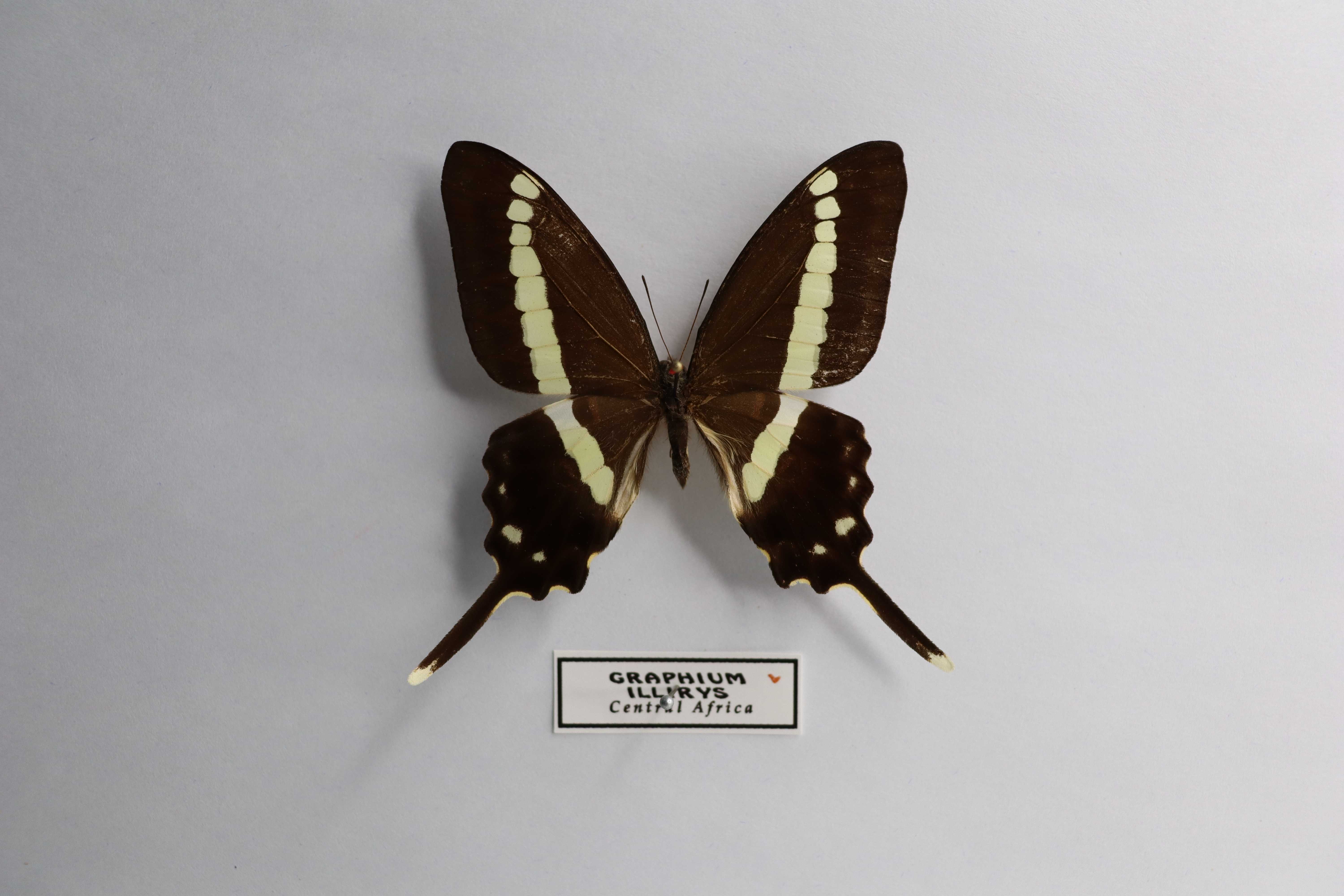 Graphium illirys