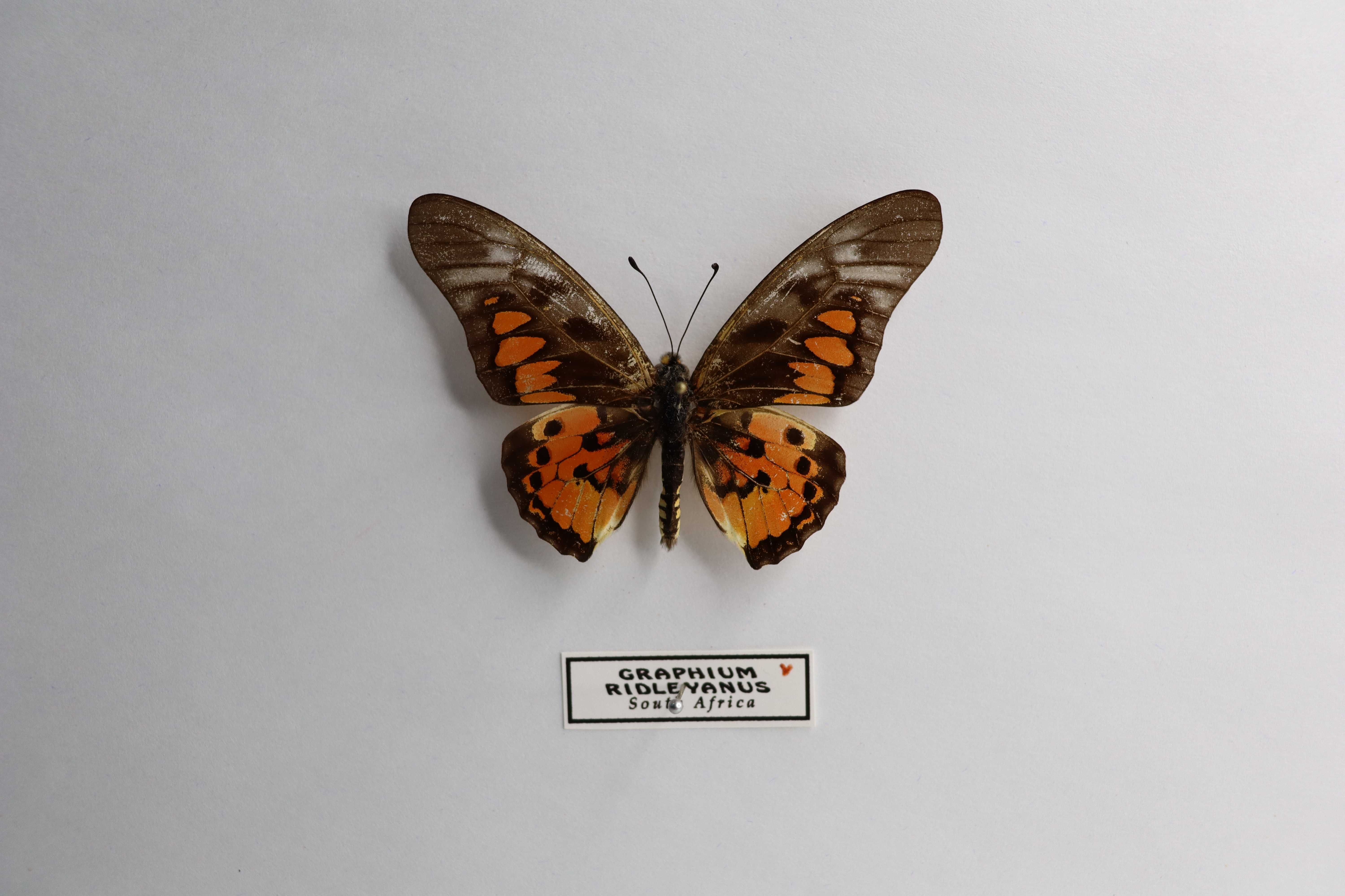 Graphium ridleyanus