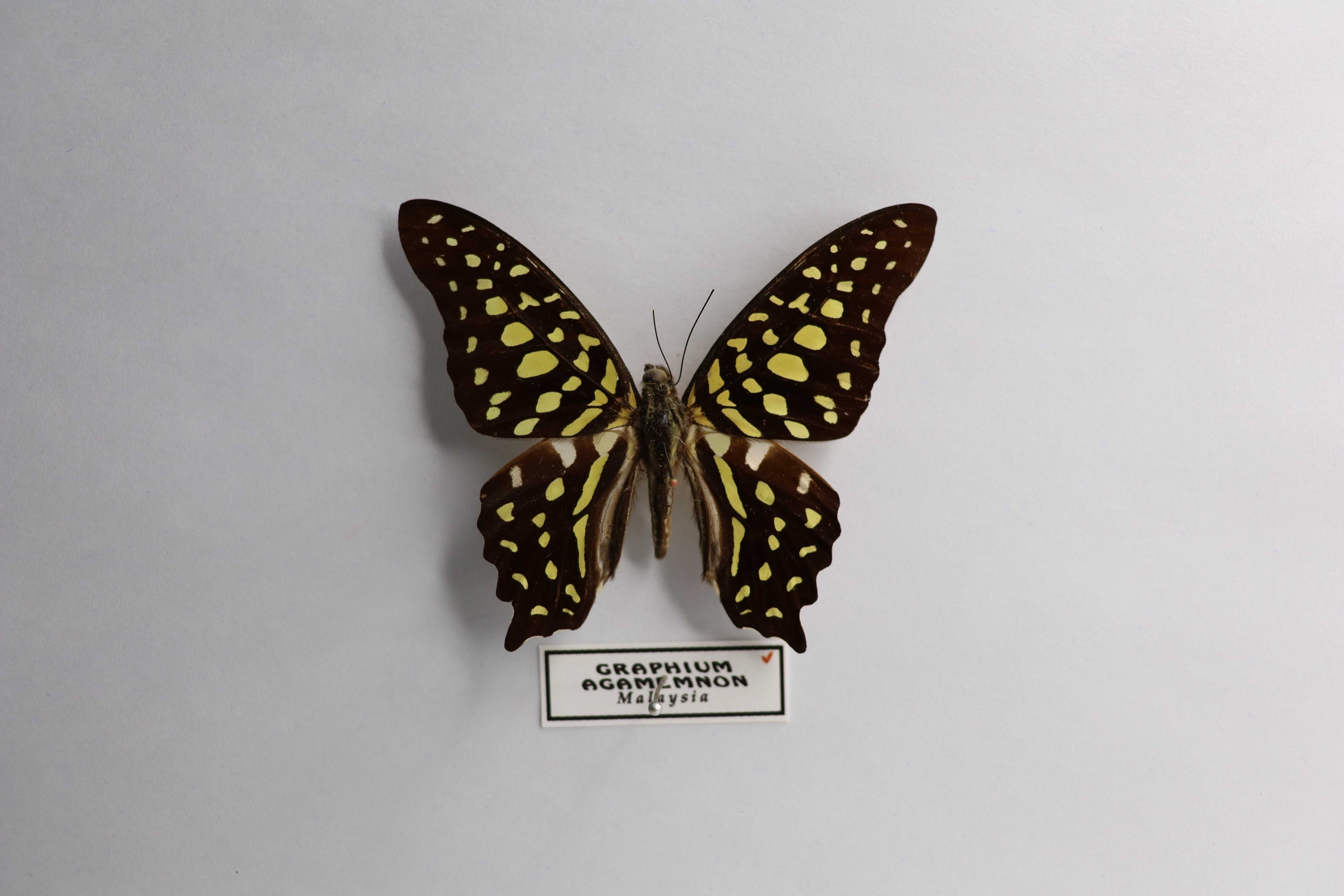 Graphium agamemnon