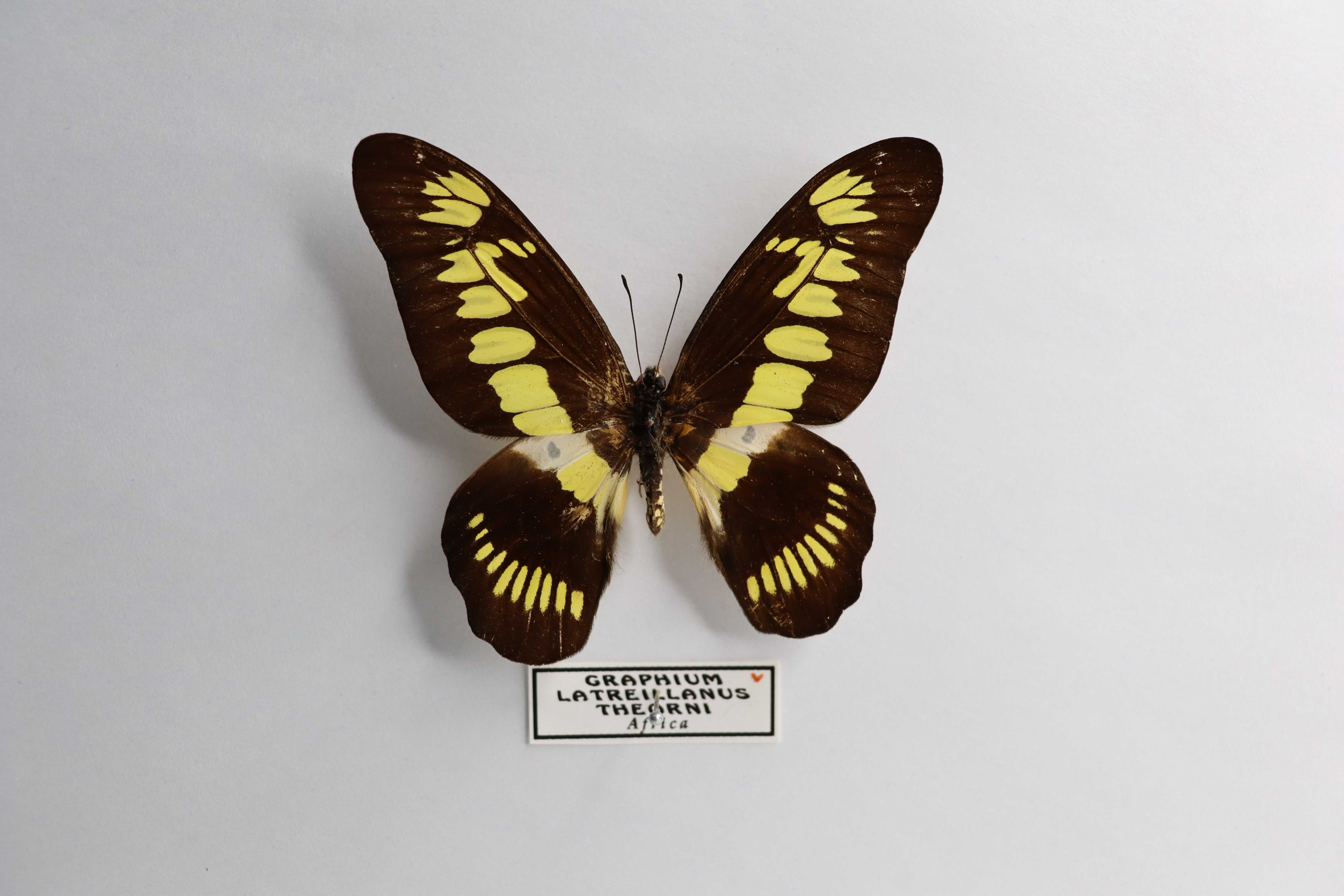 Graphium latreillanus theorini