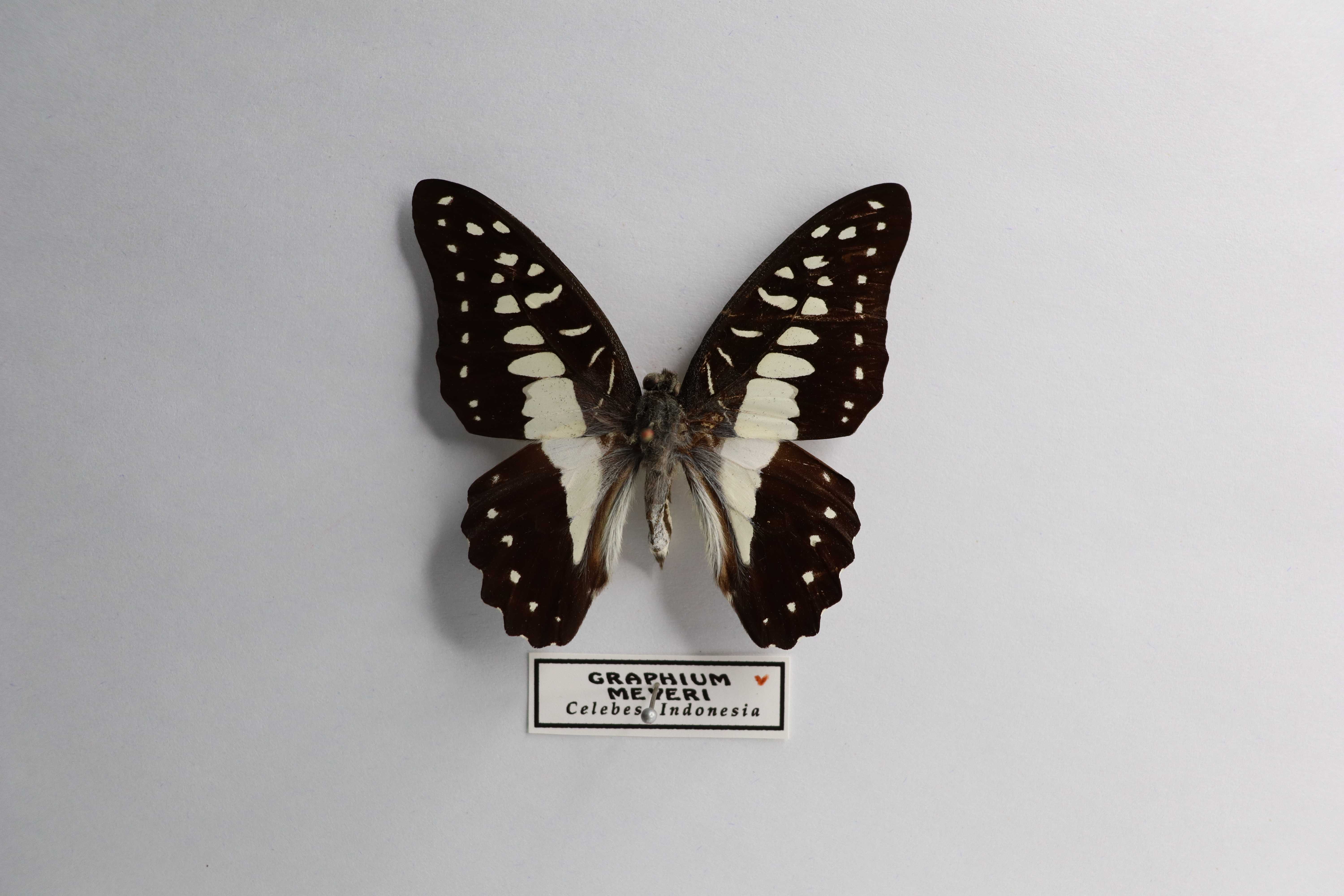 Graphium meyeri