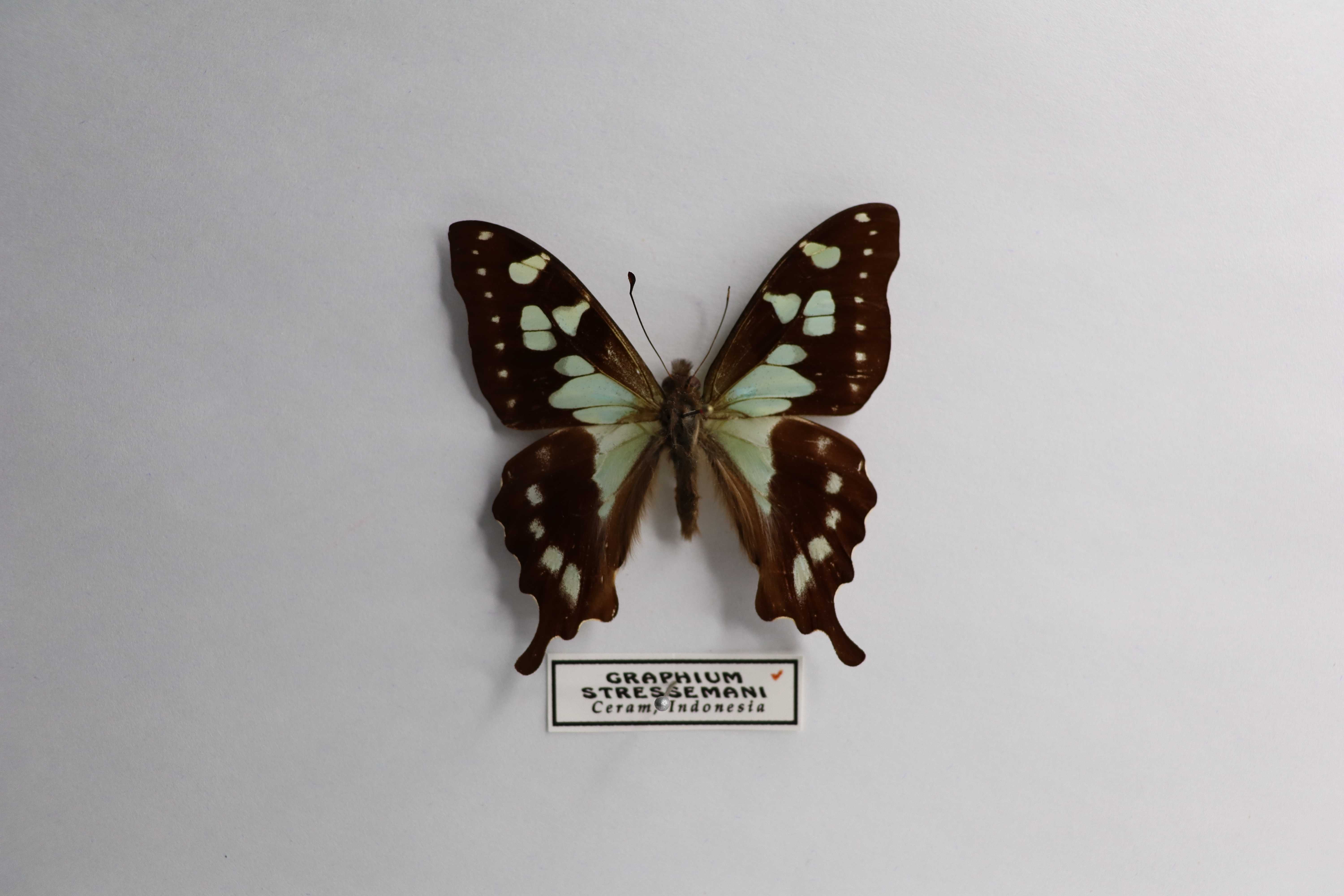 Graphium stresemanni