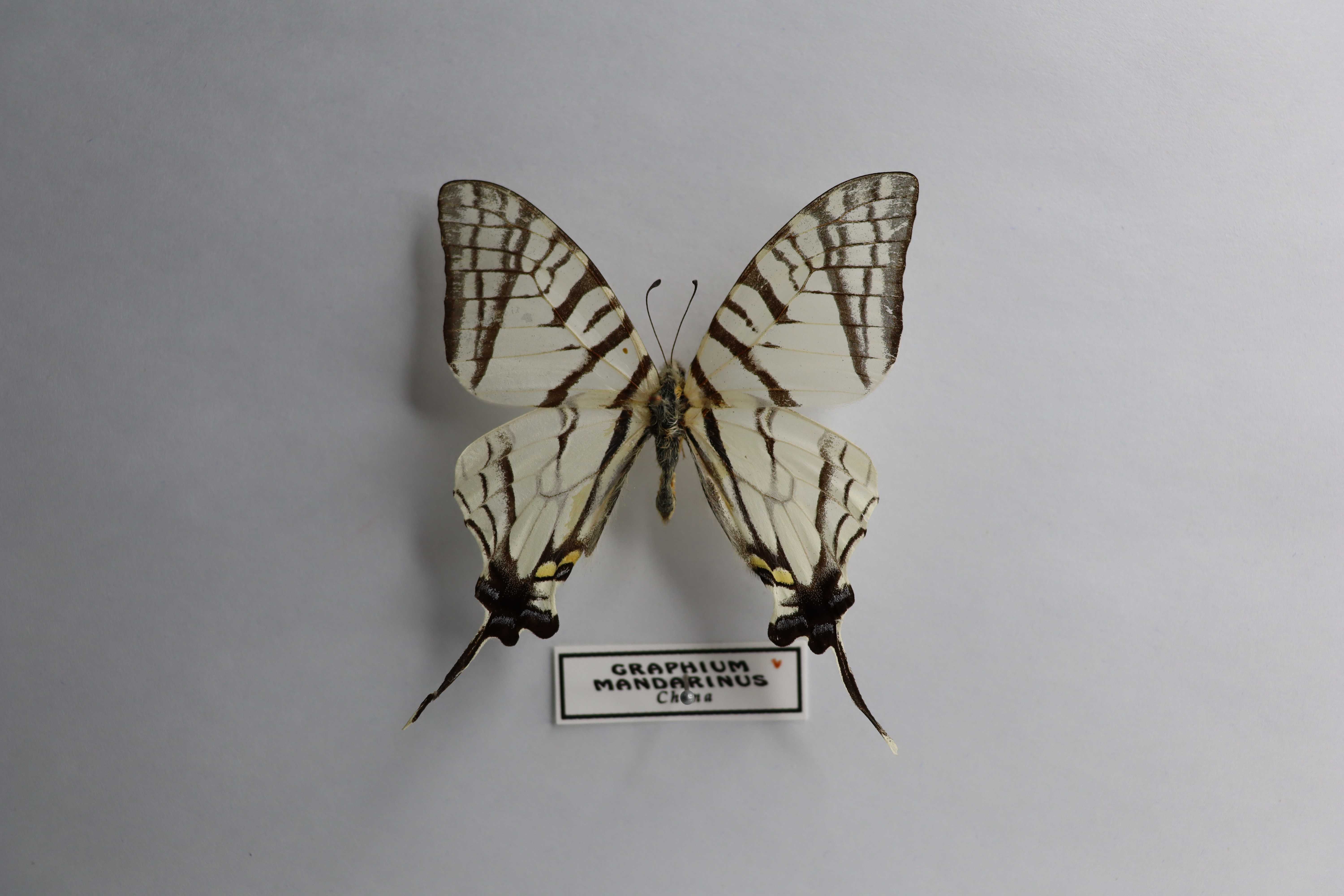 Graphium mandarinus