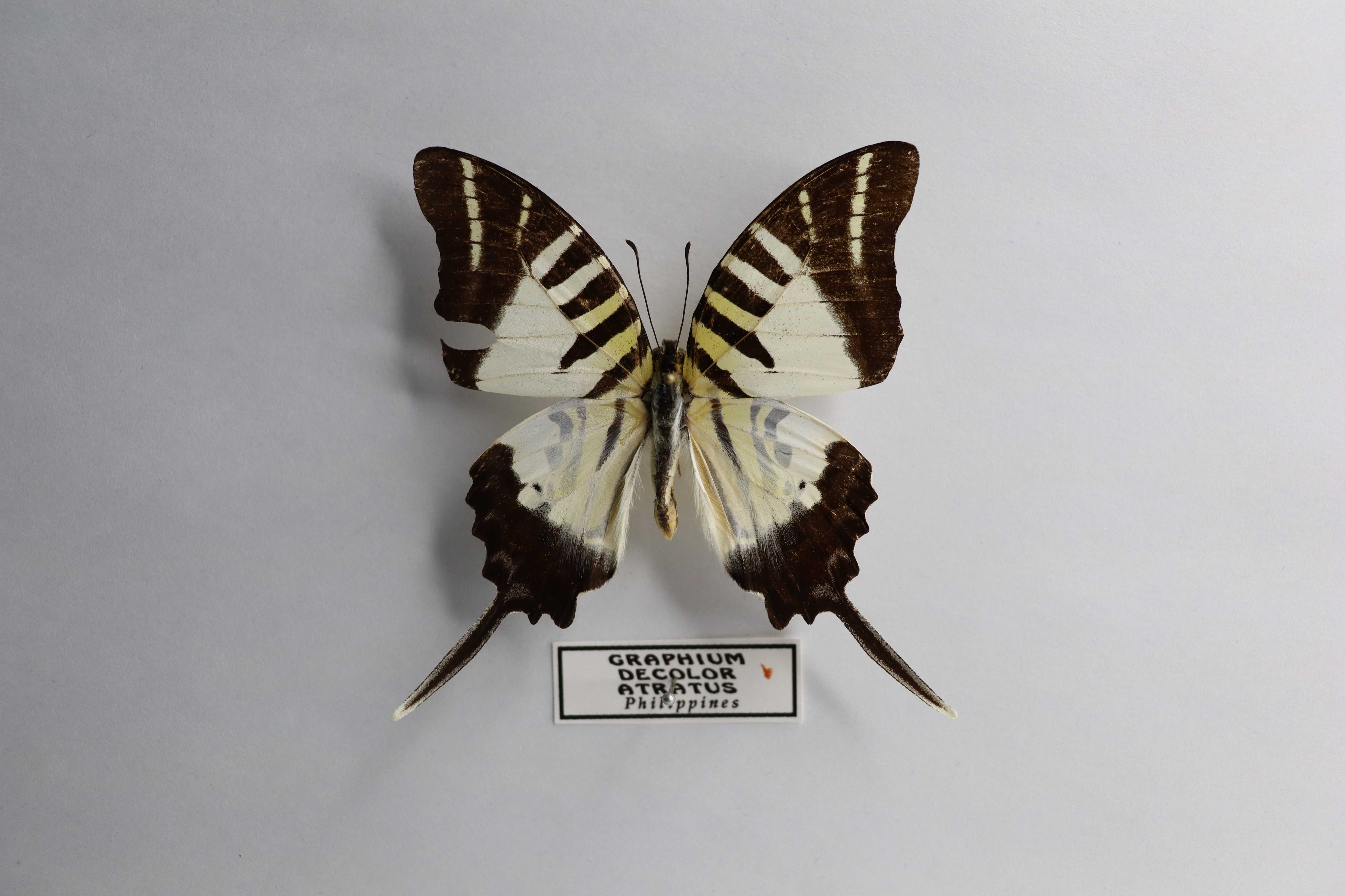 Graphium decolor atratus