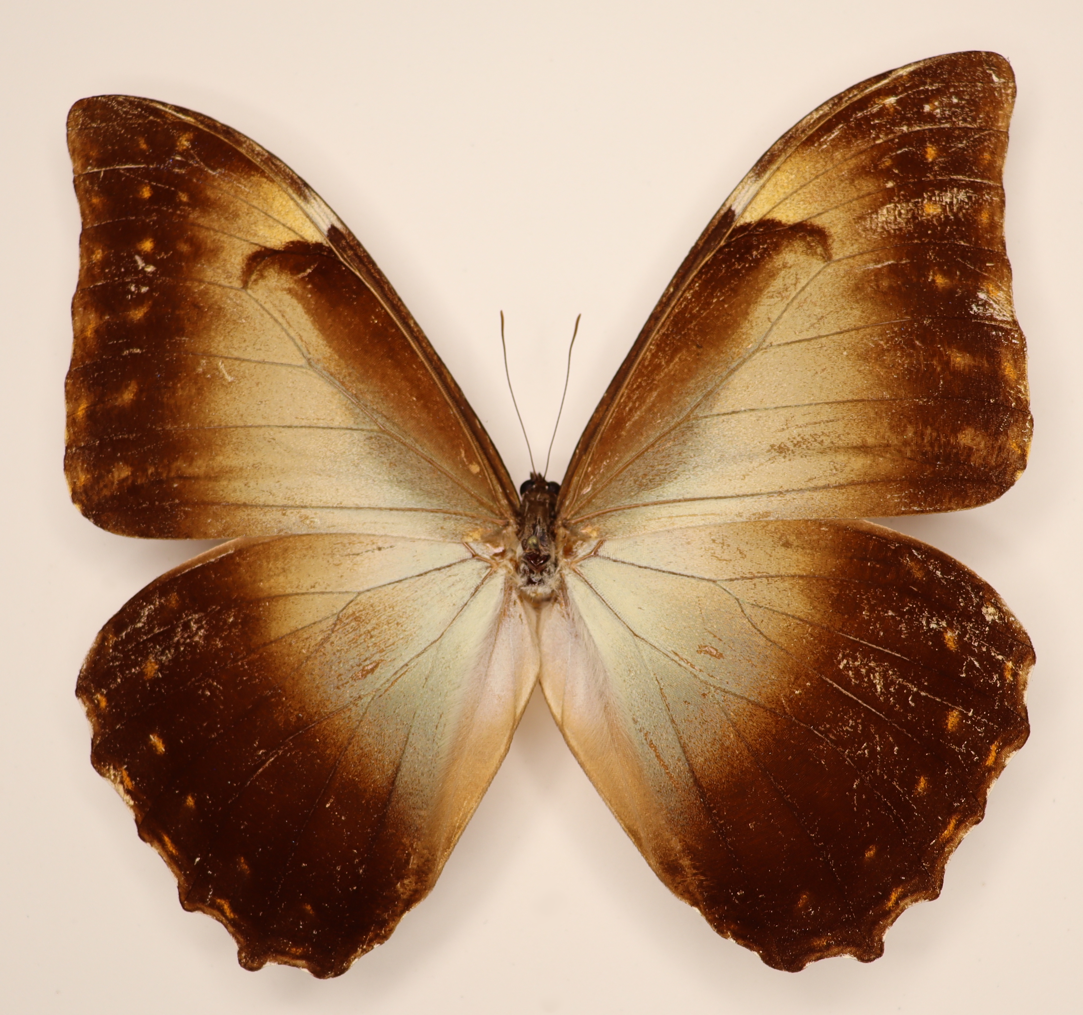 Morpho Perseus Yellow Brasilia