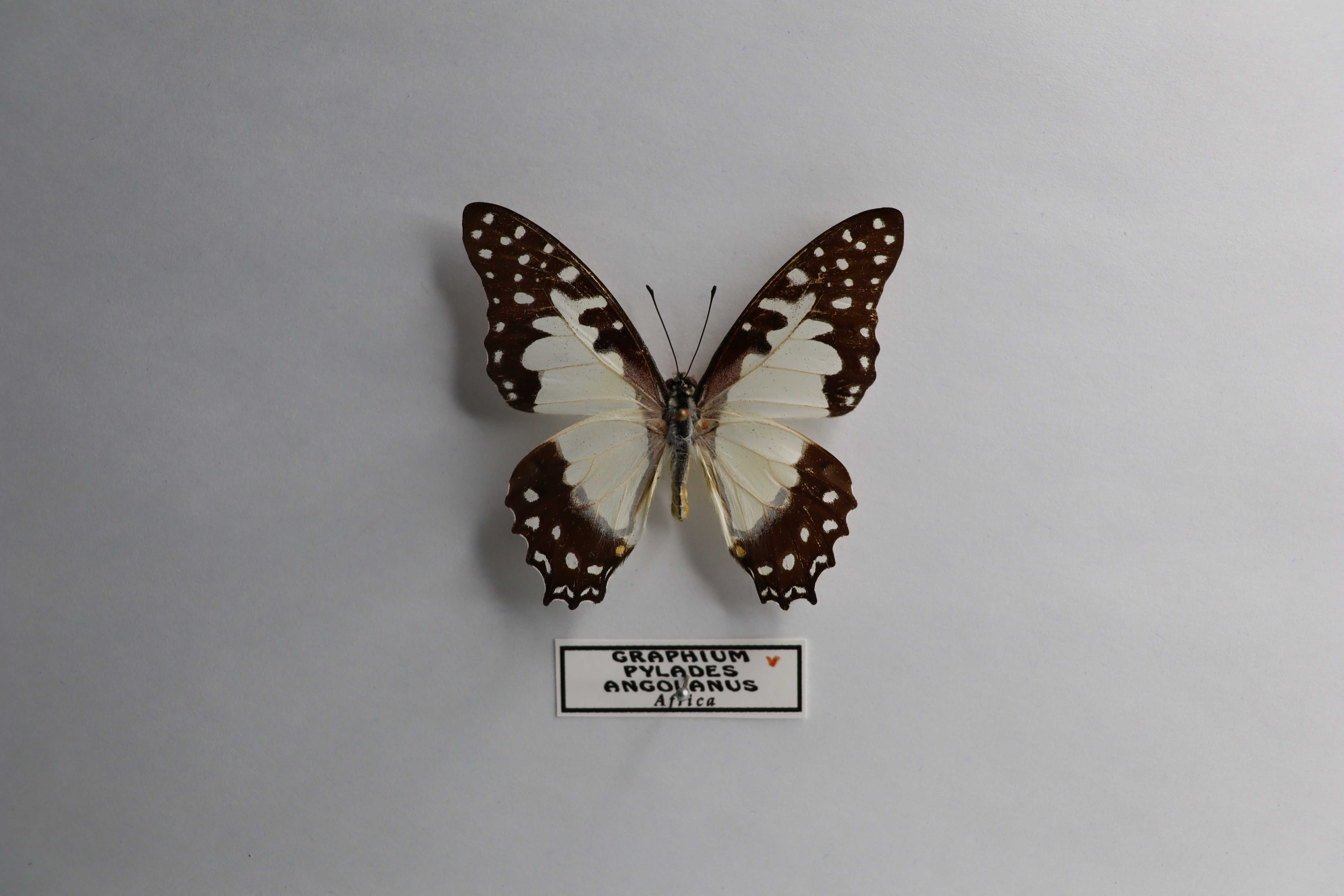 Graphium pylades angolanus