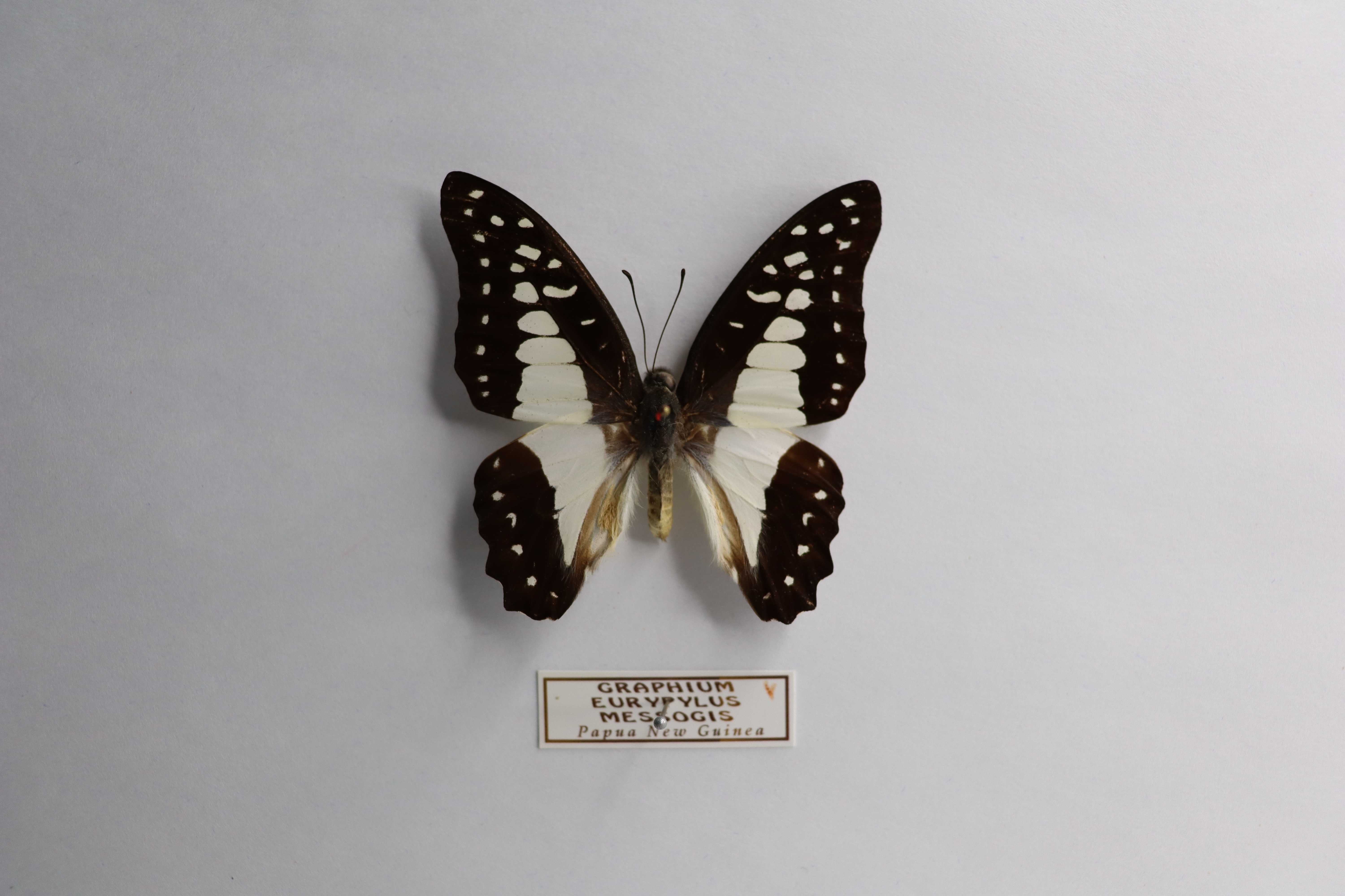 Graphium eurypylus messogis