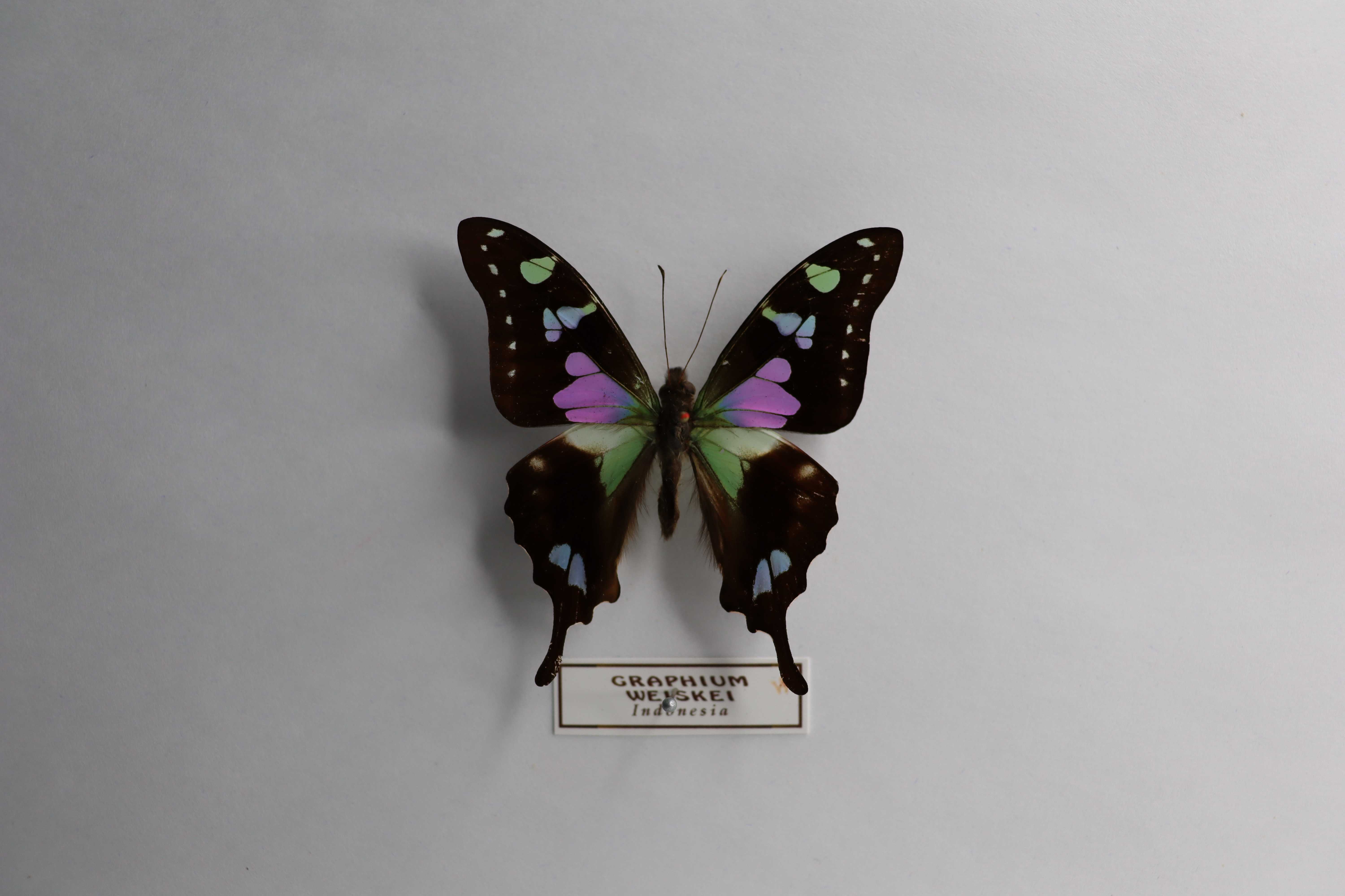 Graphium weiskei