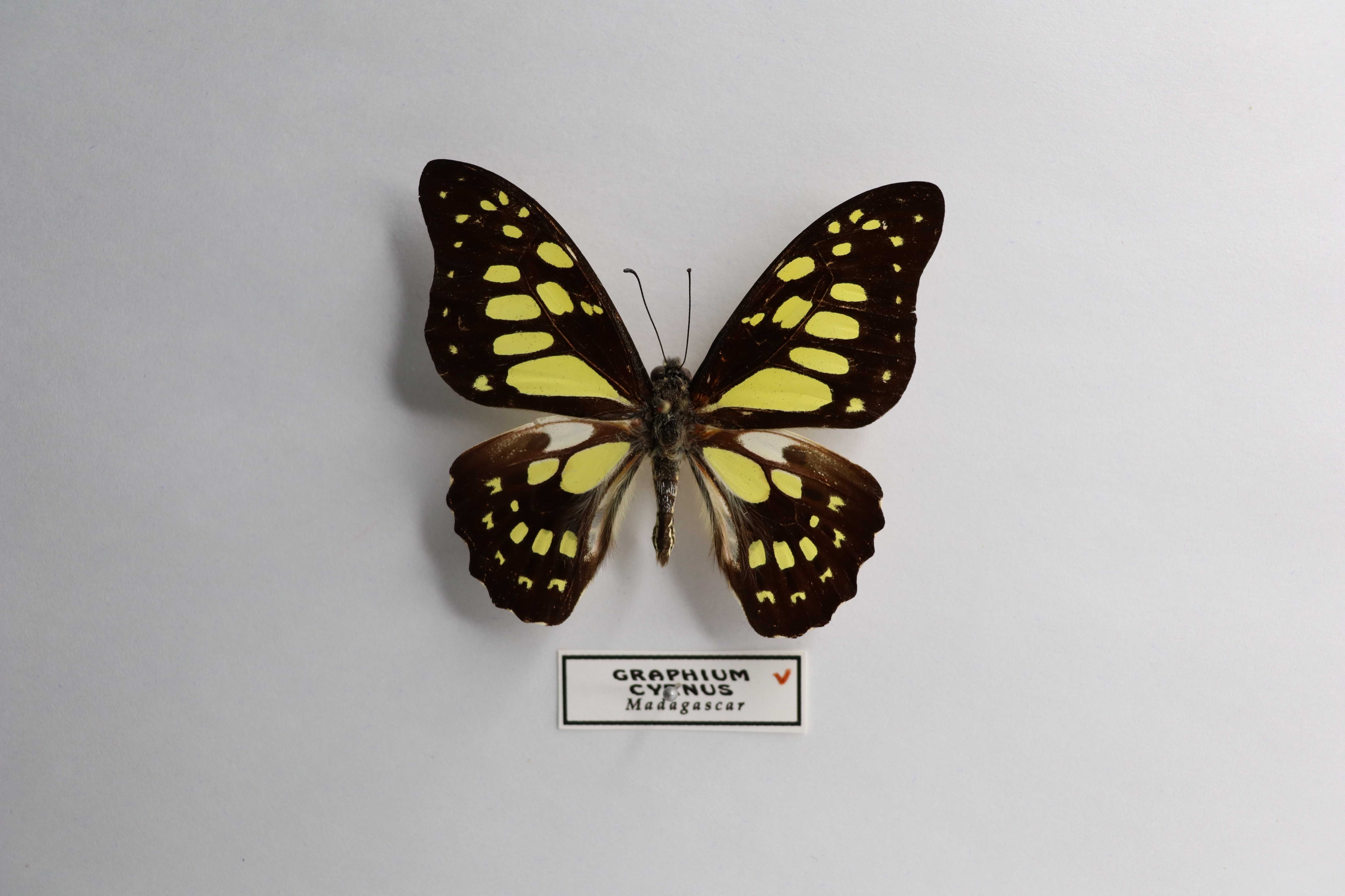 Graphium cyrnus