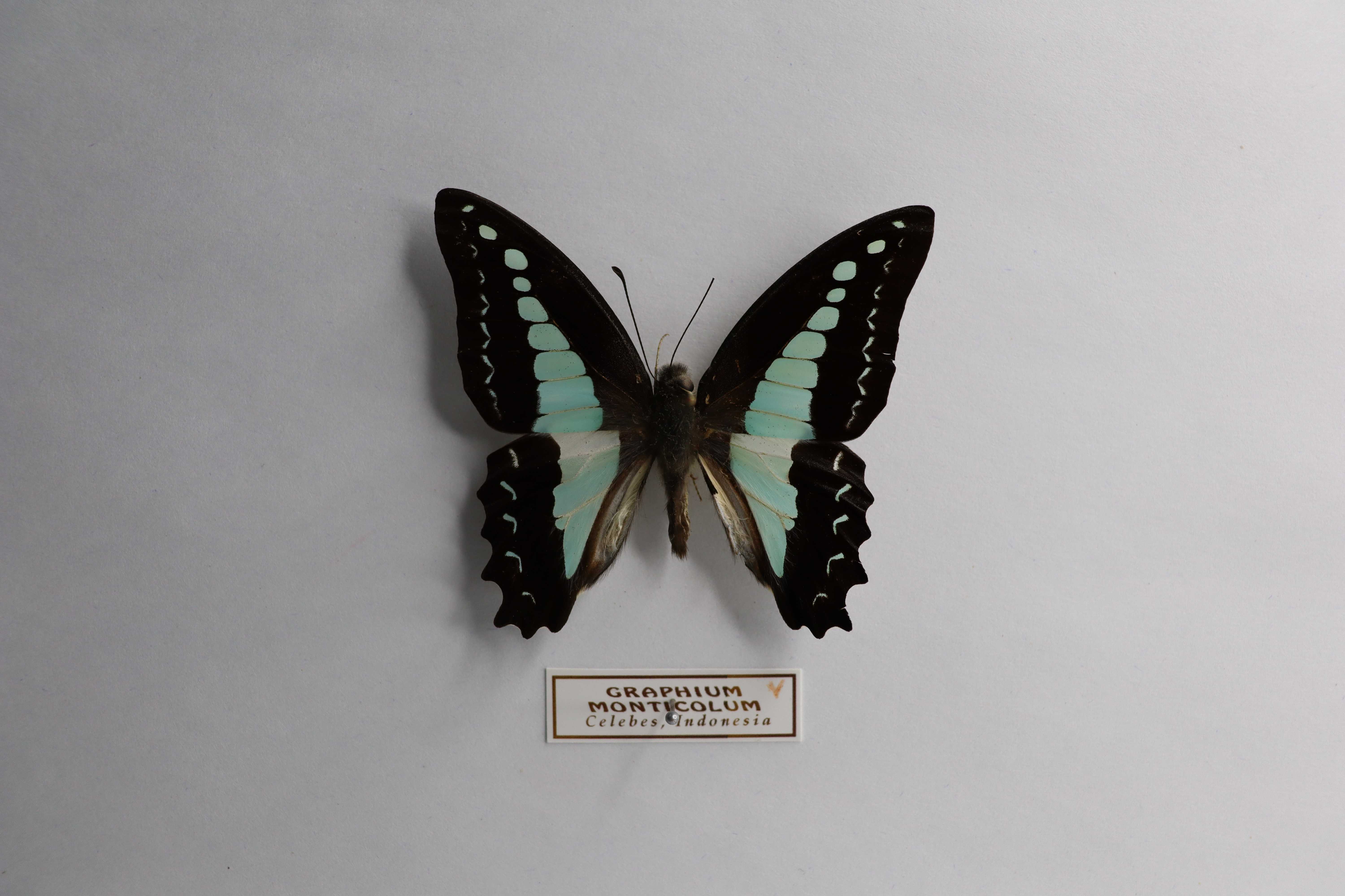 Graphium monticolum