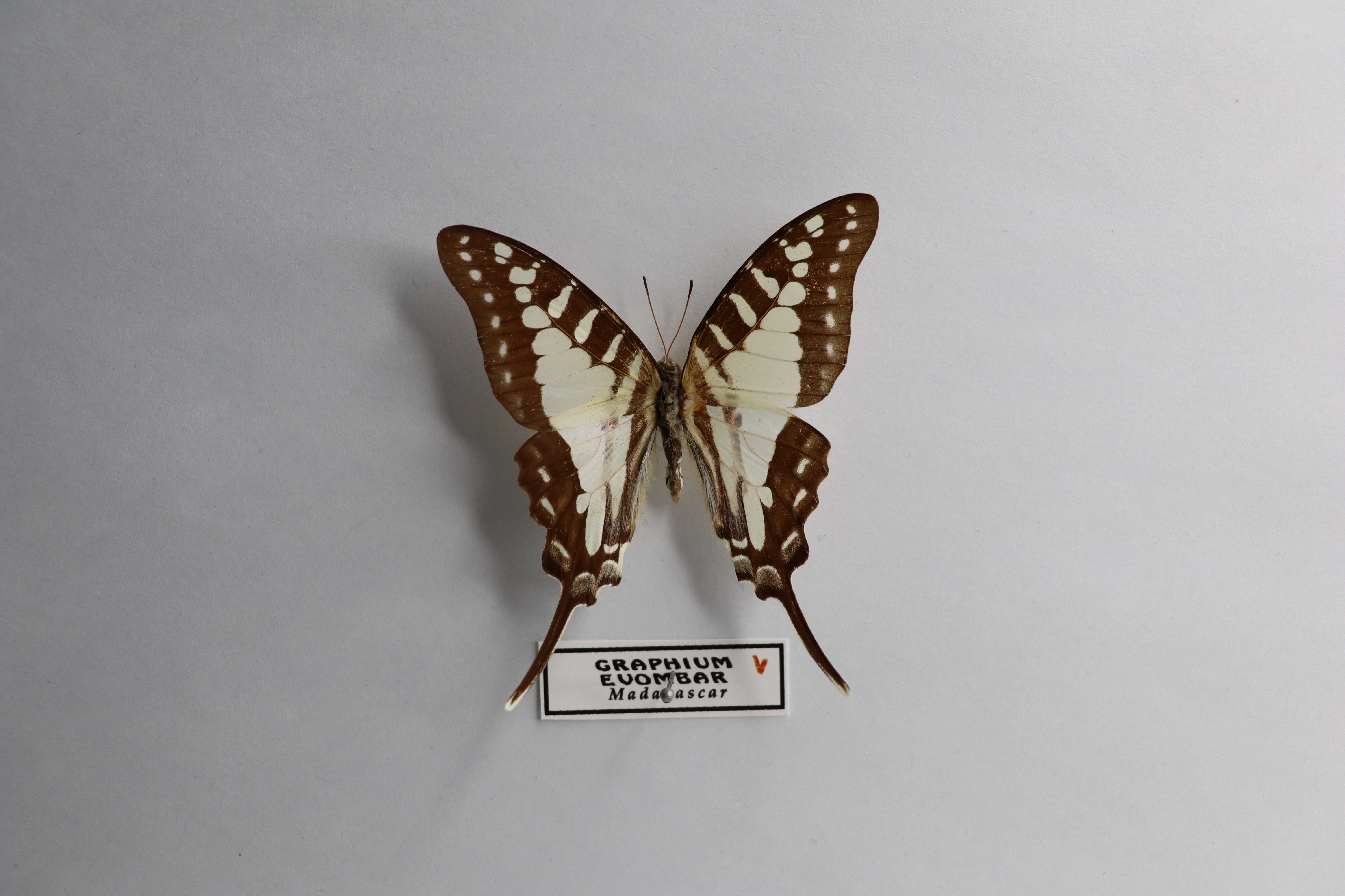 Graphium evombar