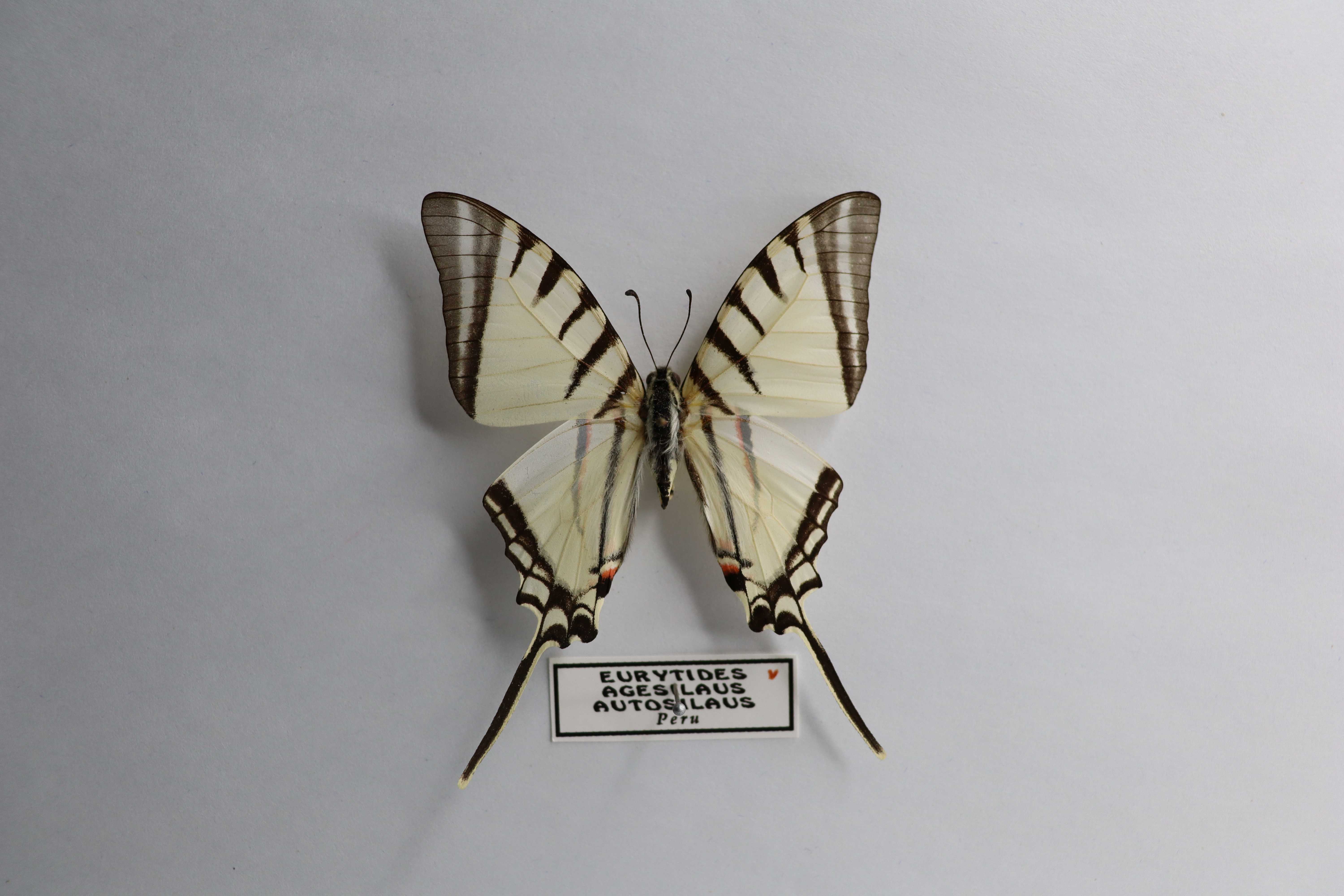 Eurytides agesilaus autosilaus