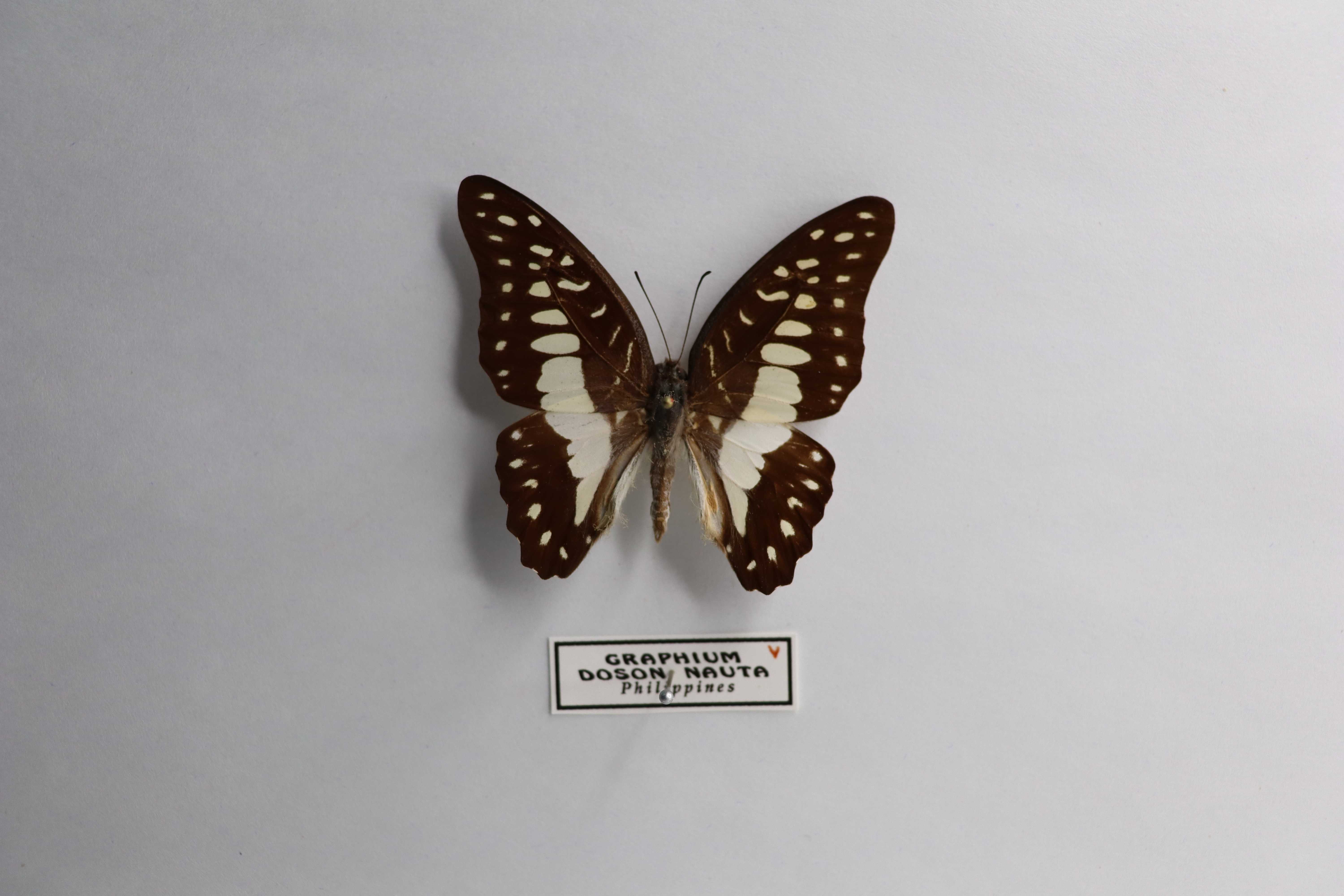 Graphium doson nauta