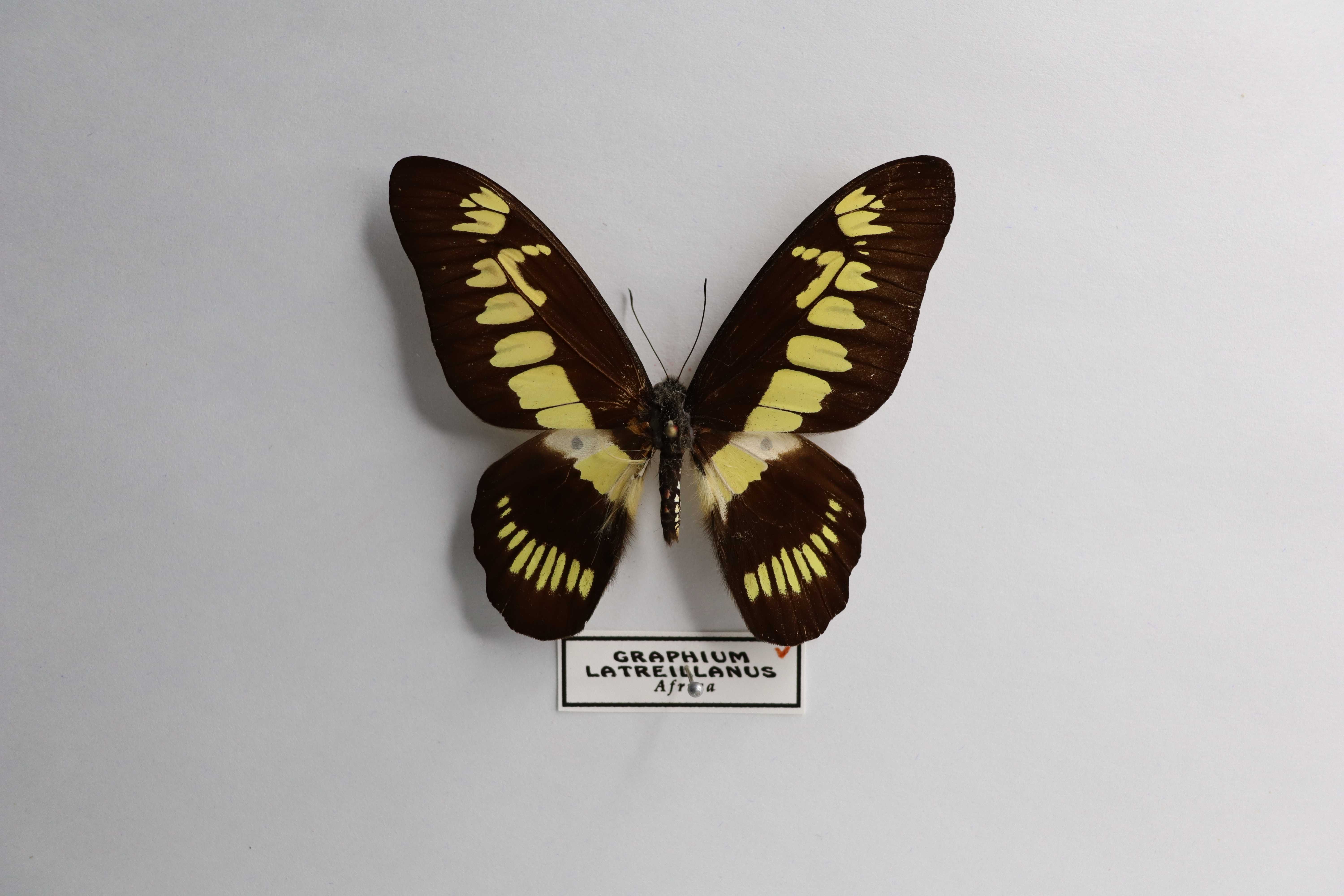 Graphium latreillanus