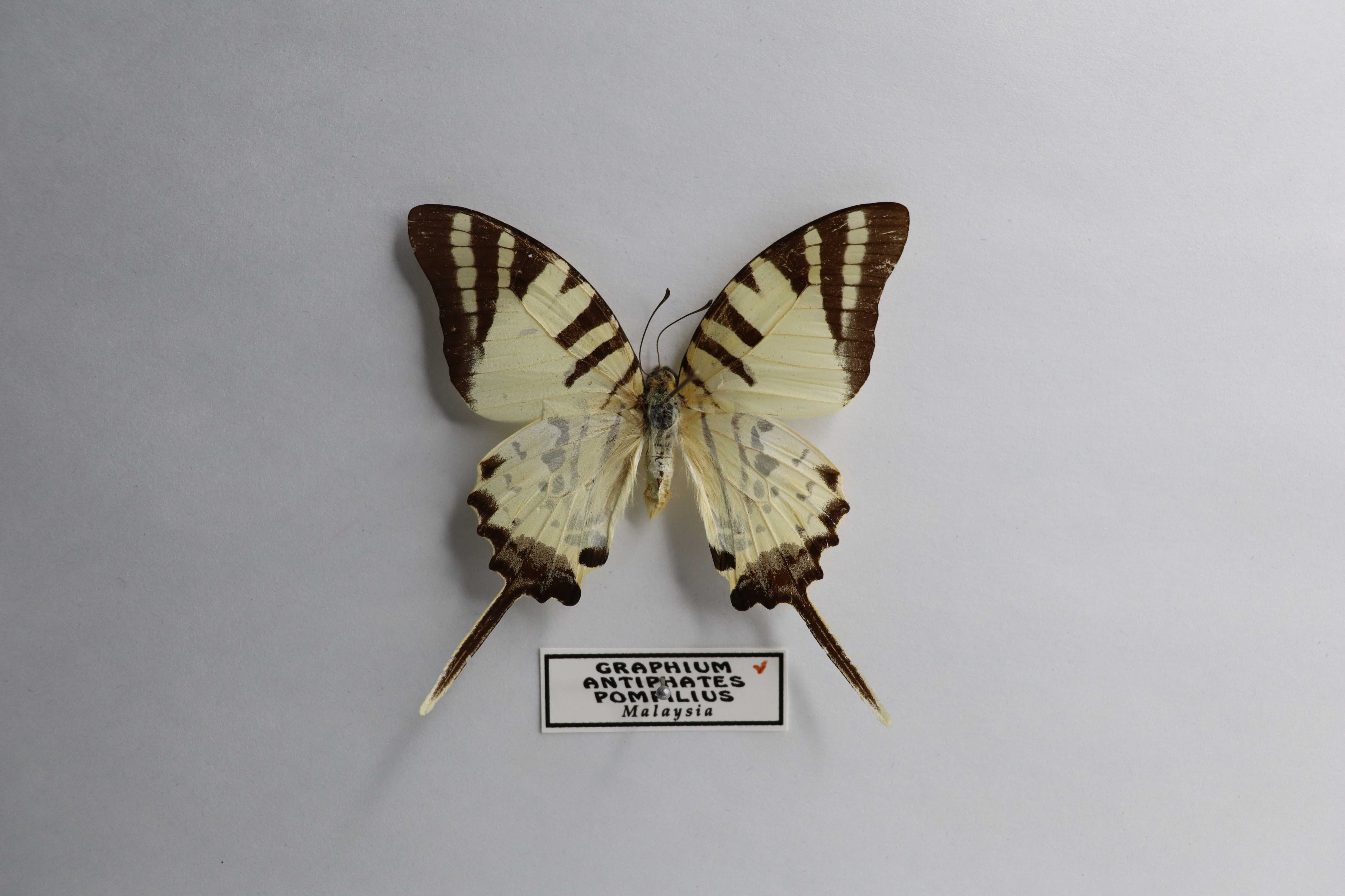 Graphium antiphates pompilius