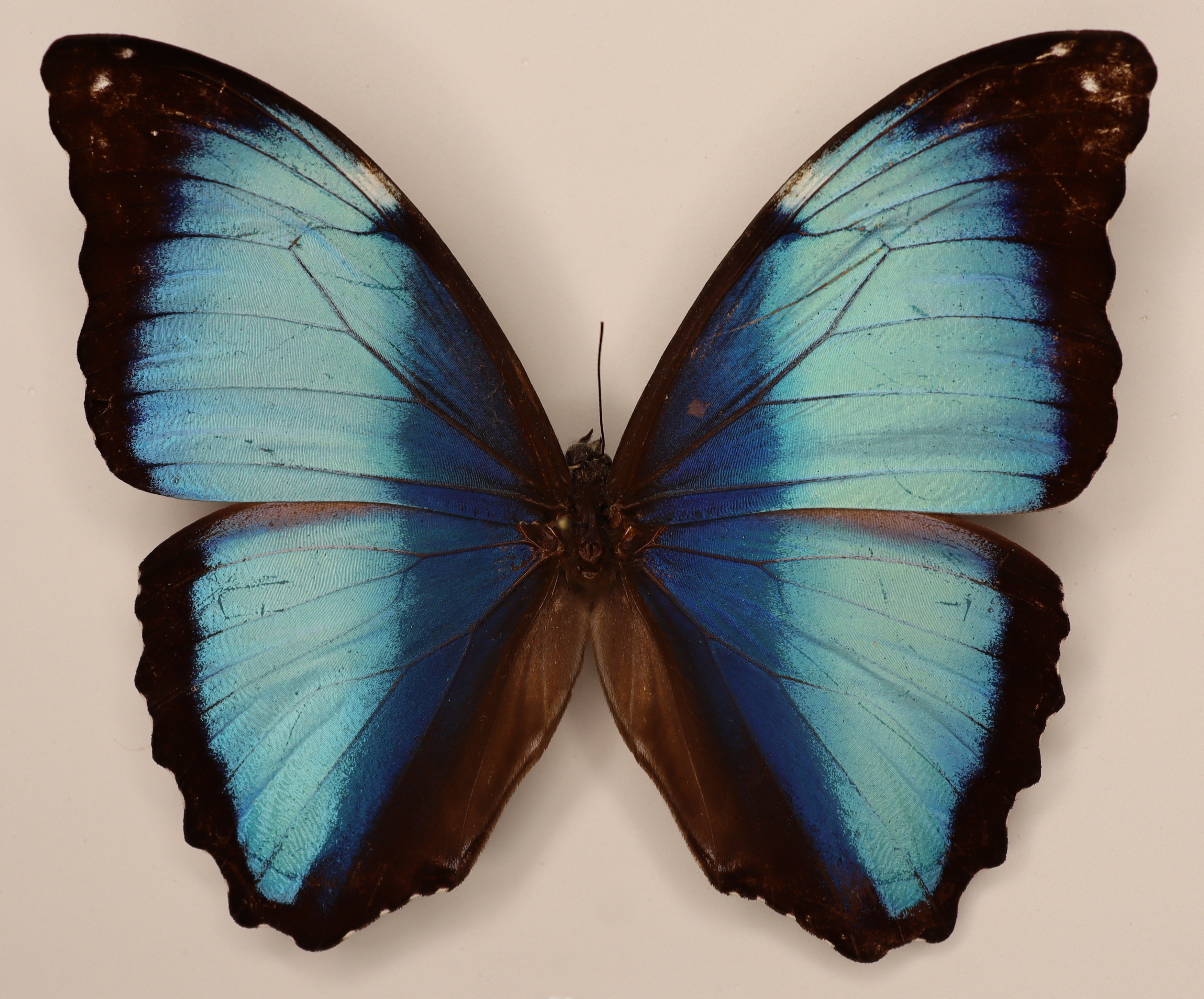 Morpho Neoptolemus French Guyana