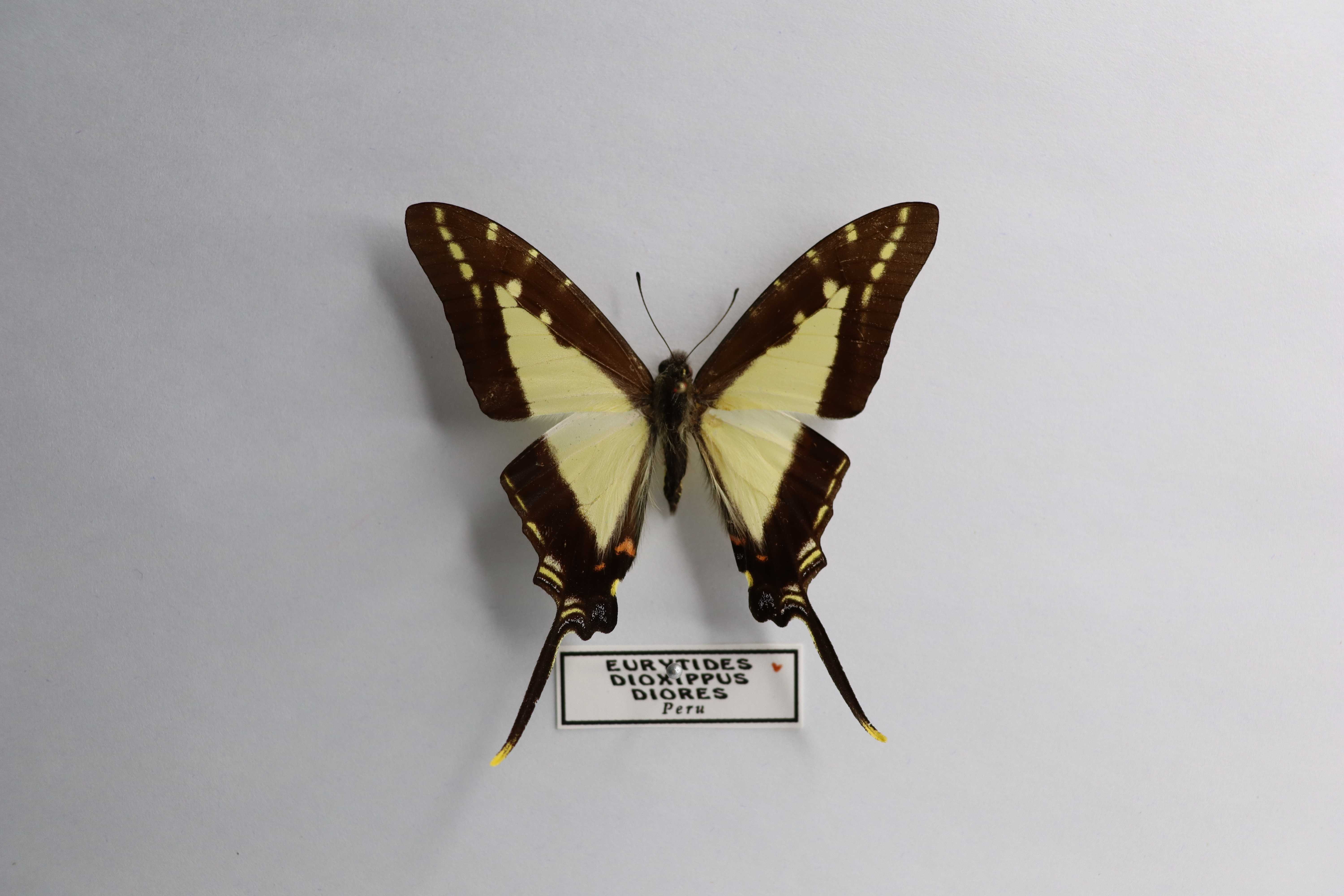 Eurytides dioxippus diores