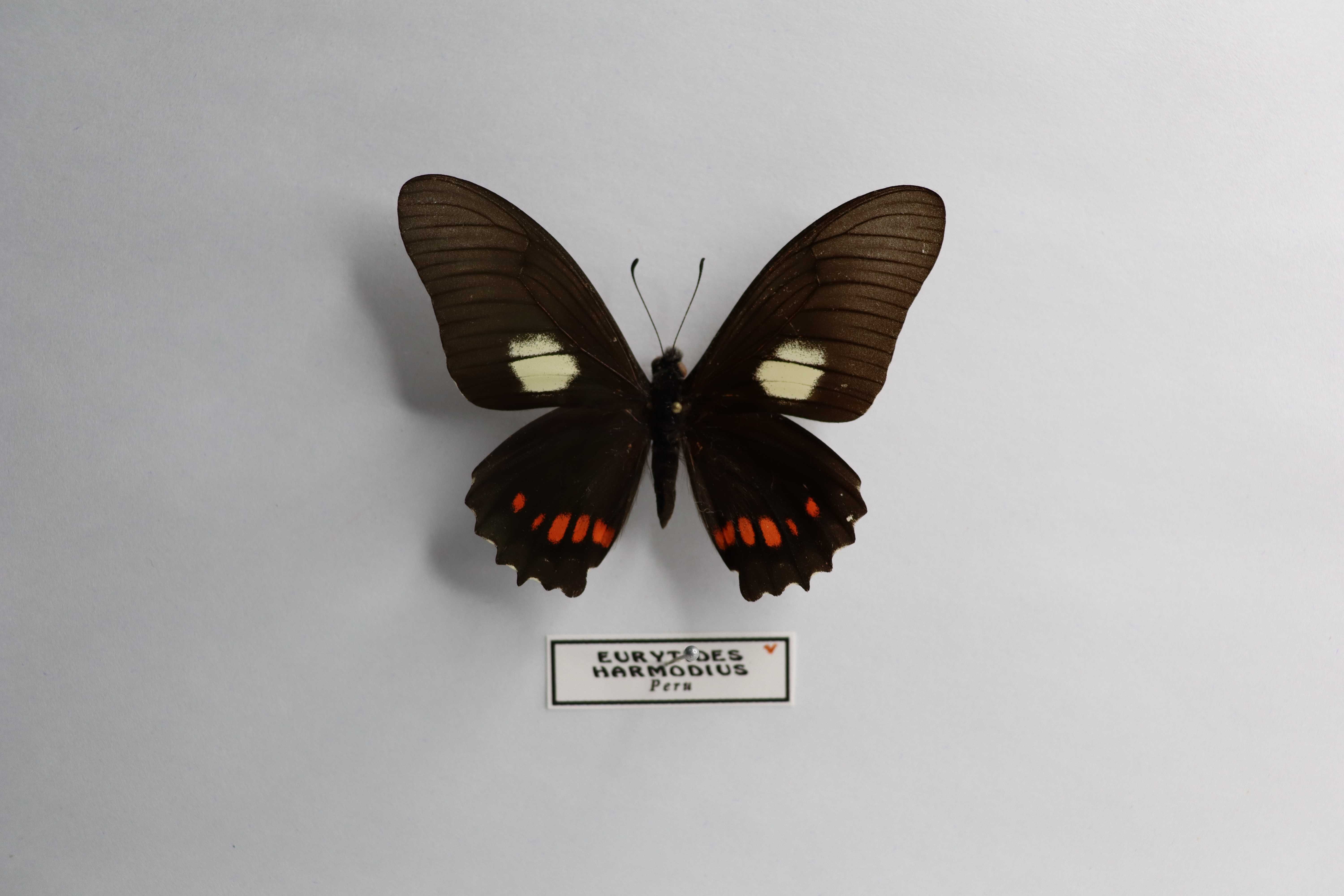 Eurytides harmodius