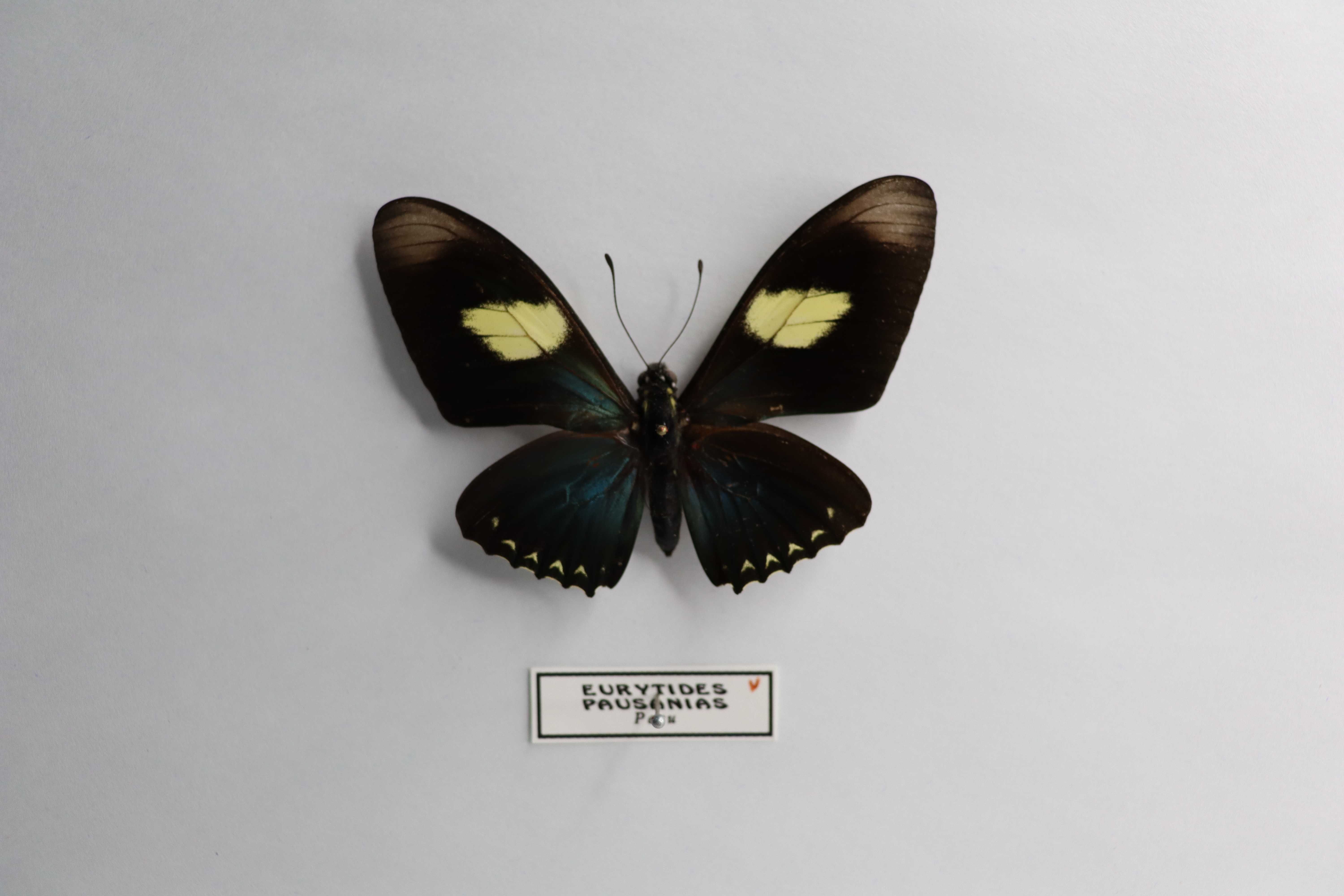 Eurytides pausanias