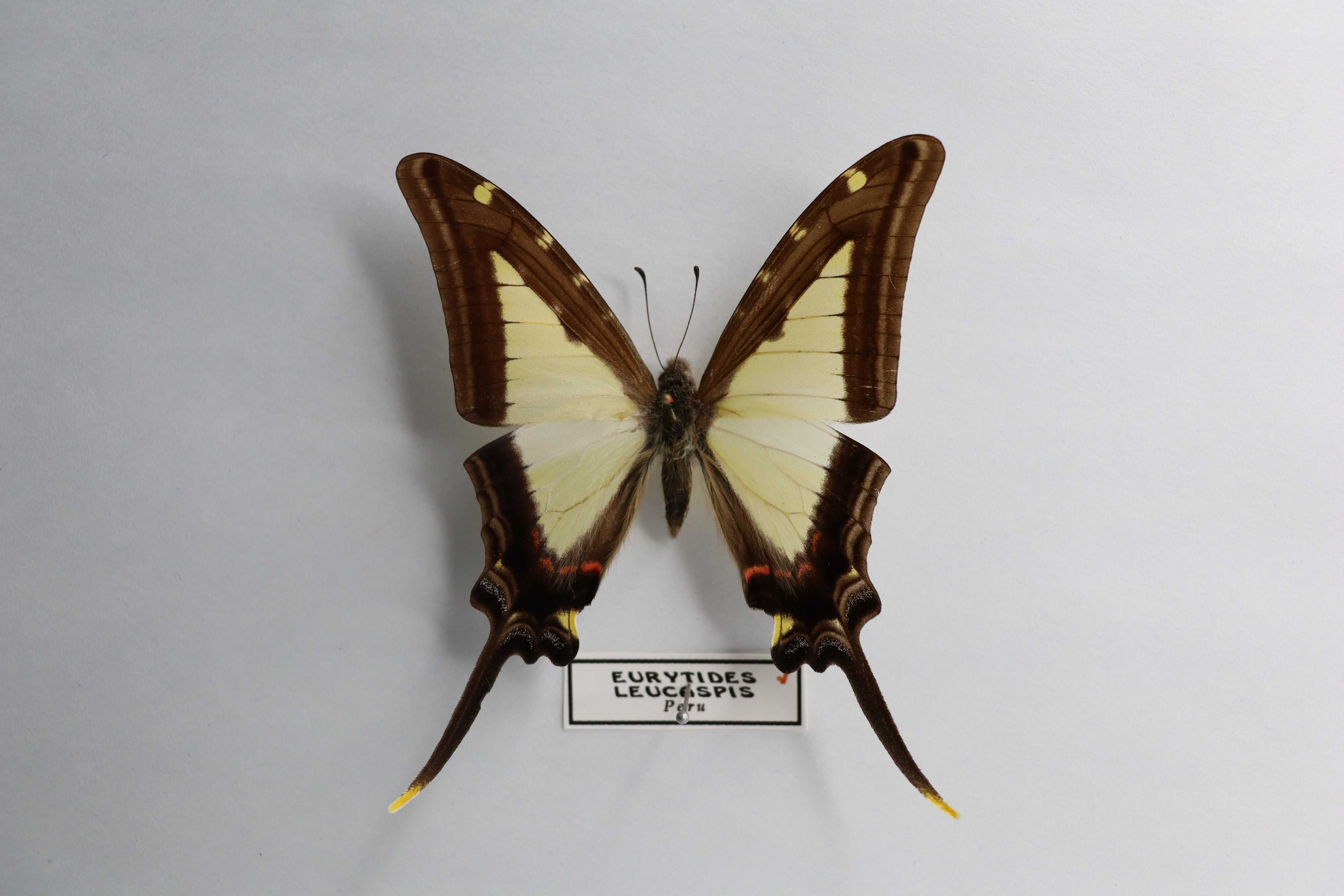 Eurytides leucaspis