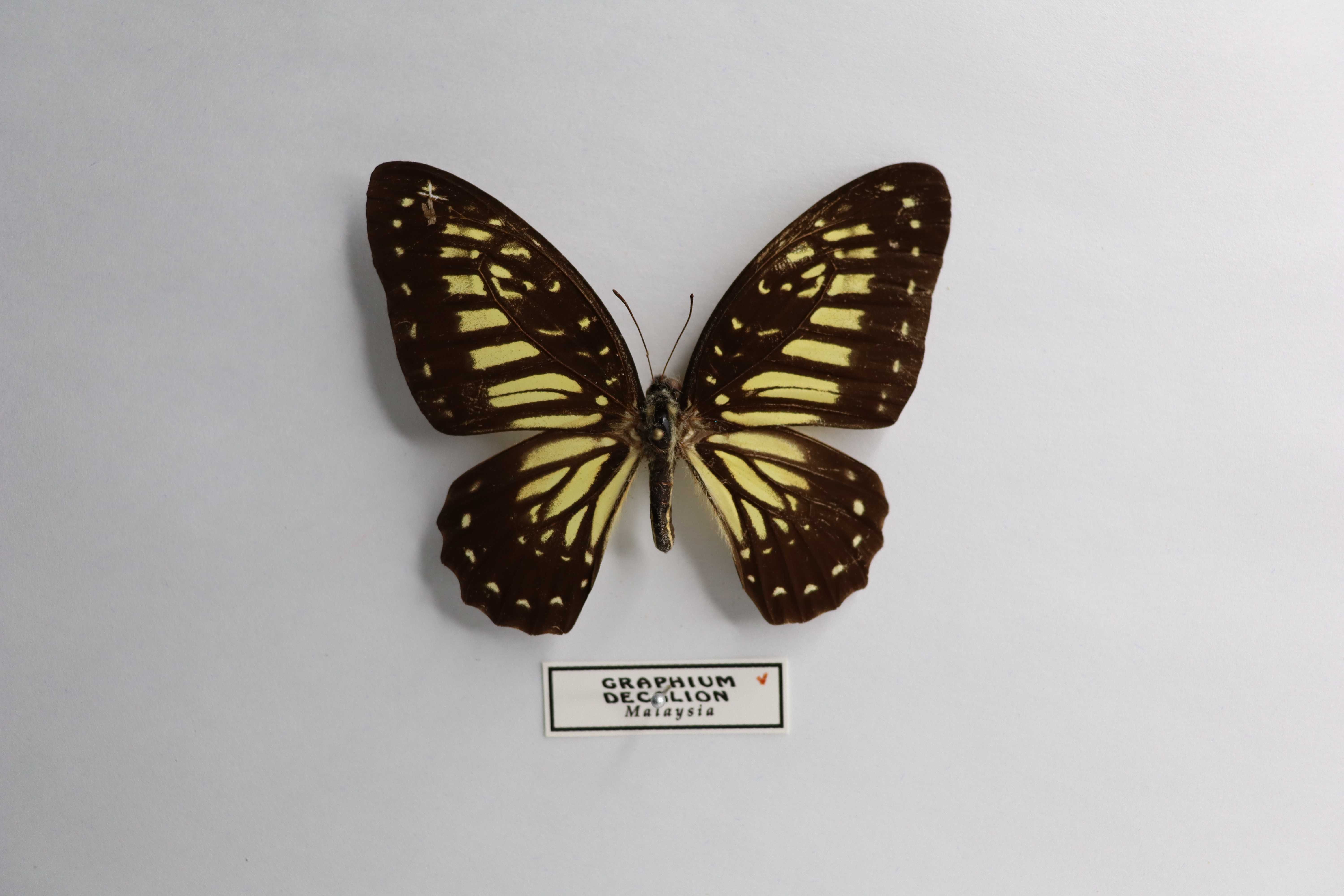 Graphium decalion