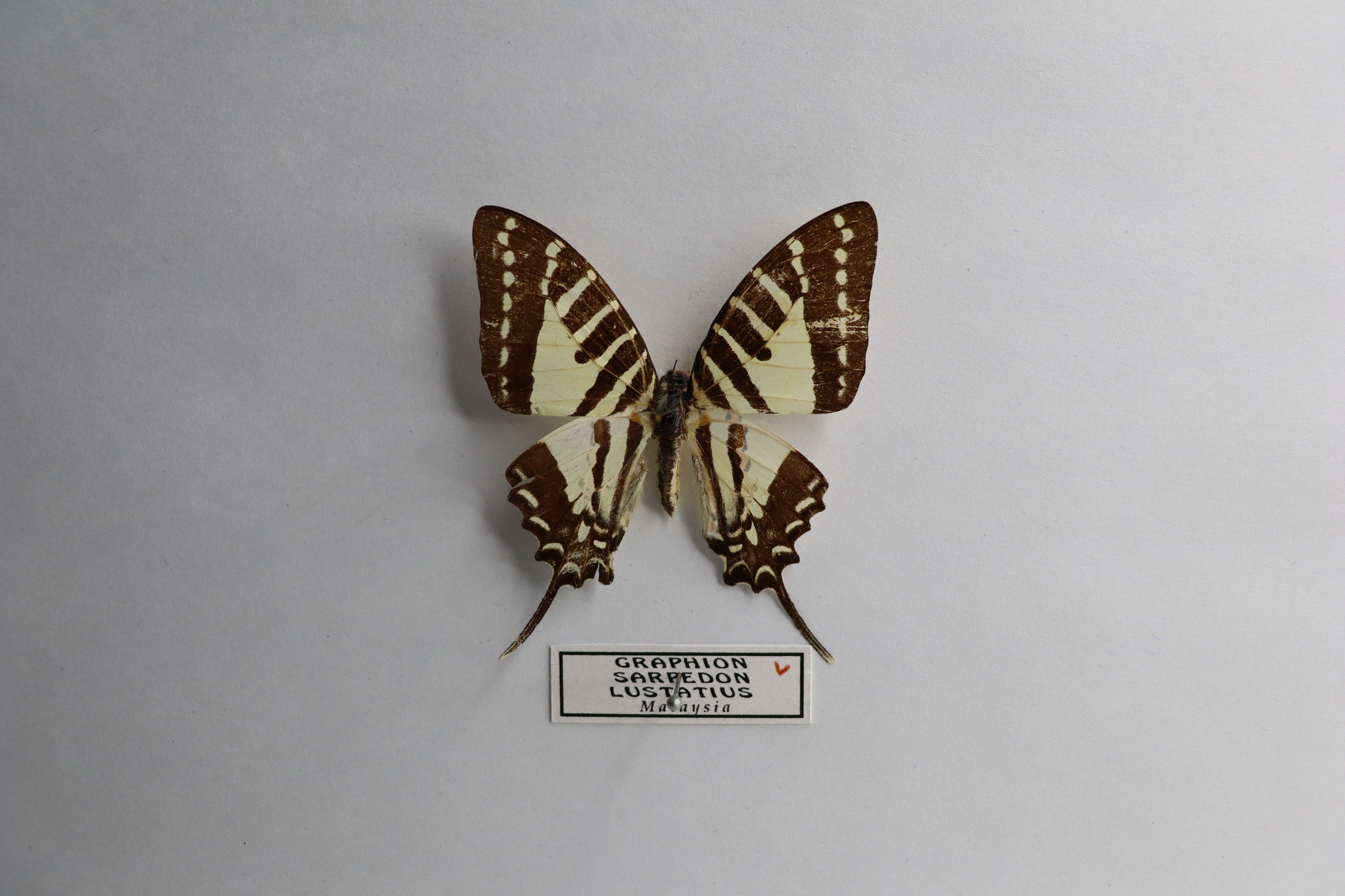 Graphium sarpedon luctatius