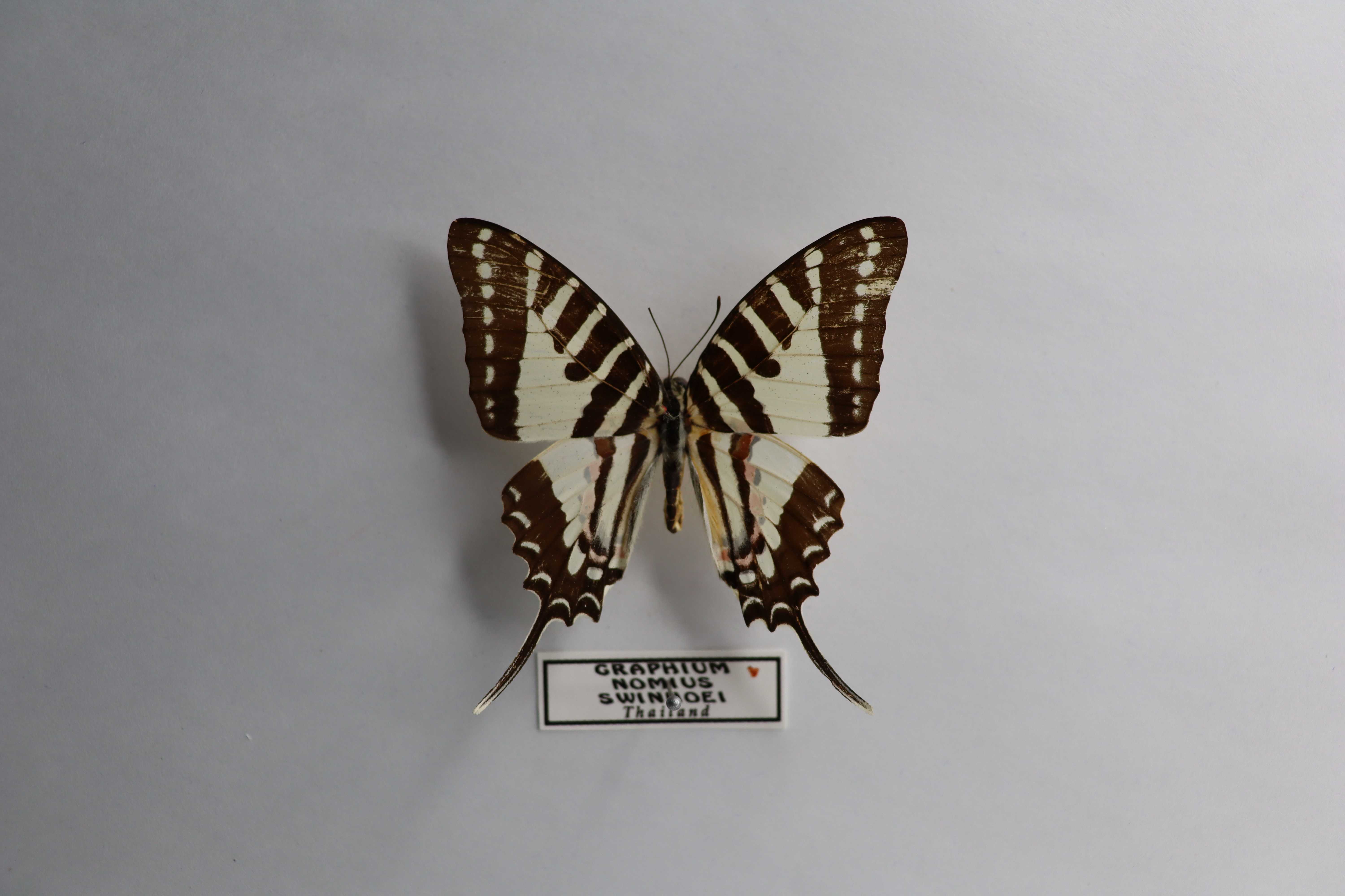 Graphium nomius swinhoei