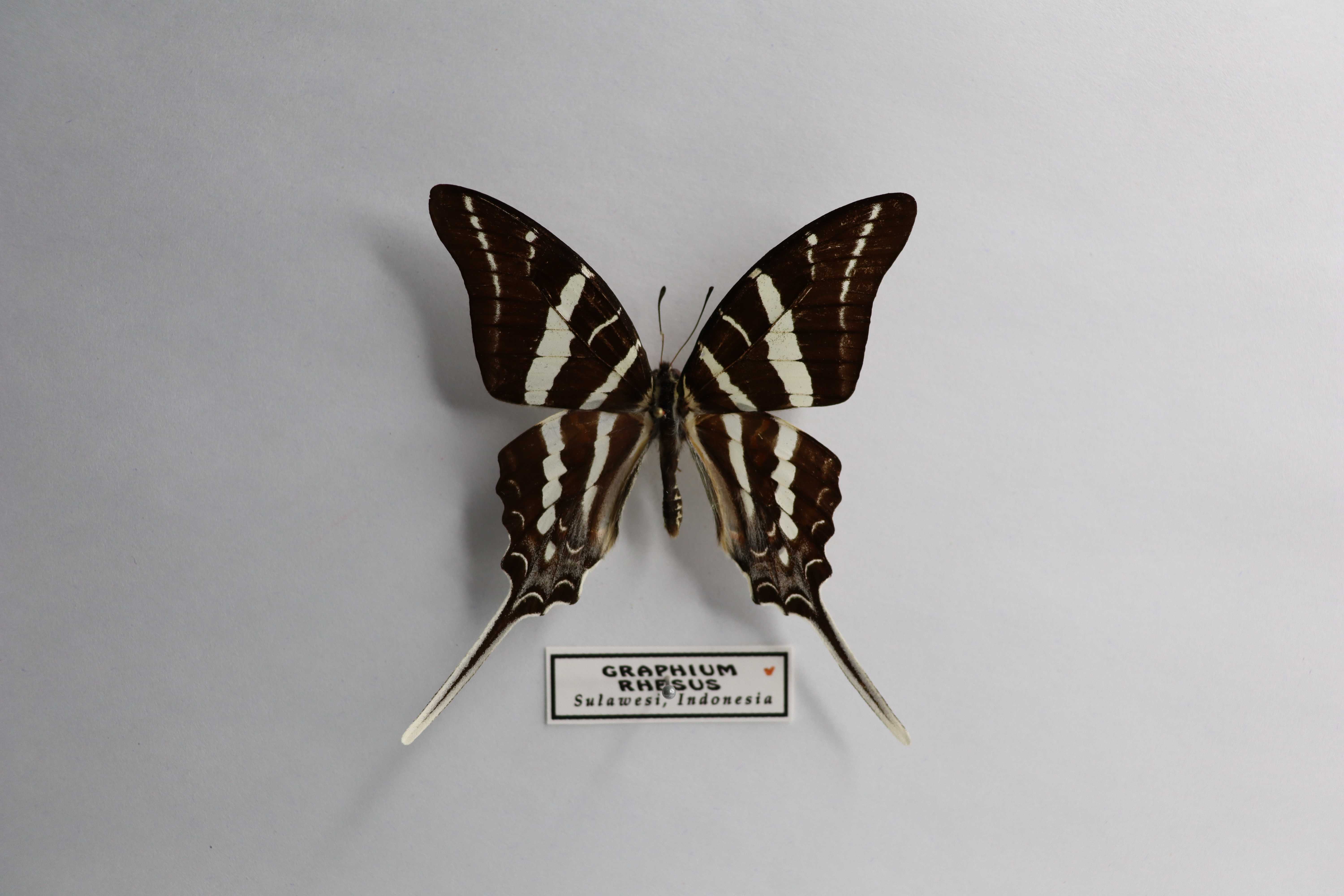 Graphium rhesus