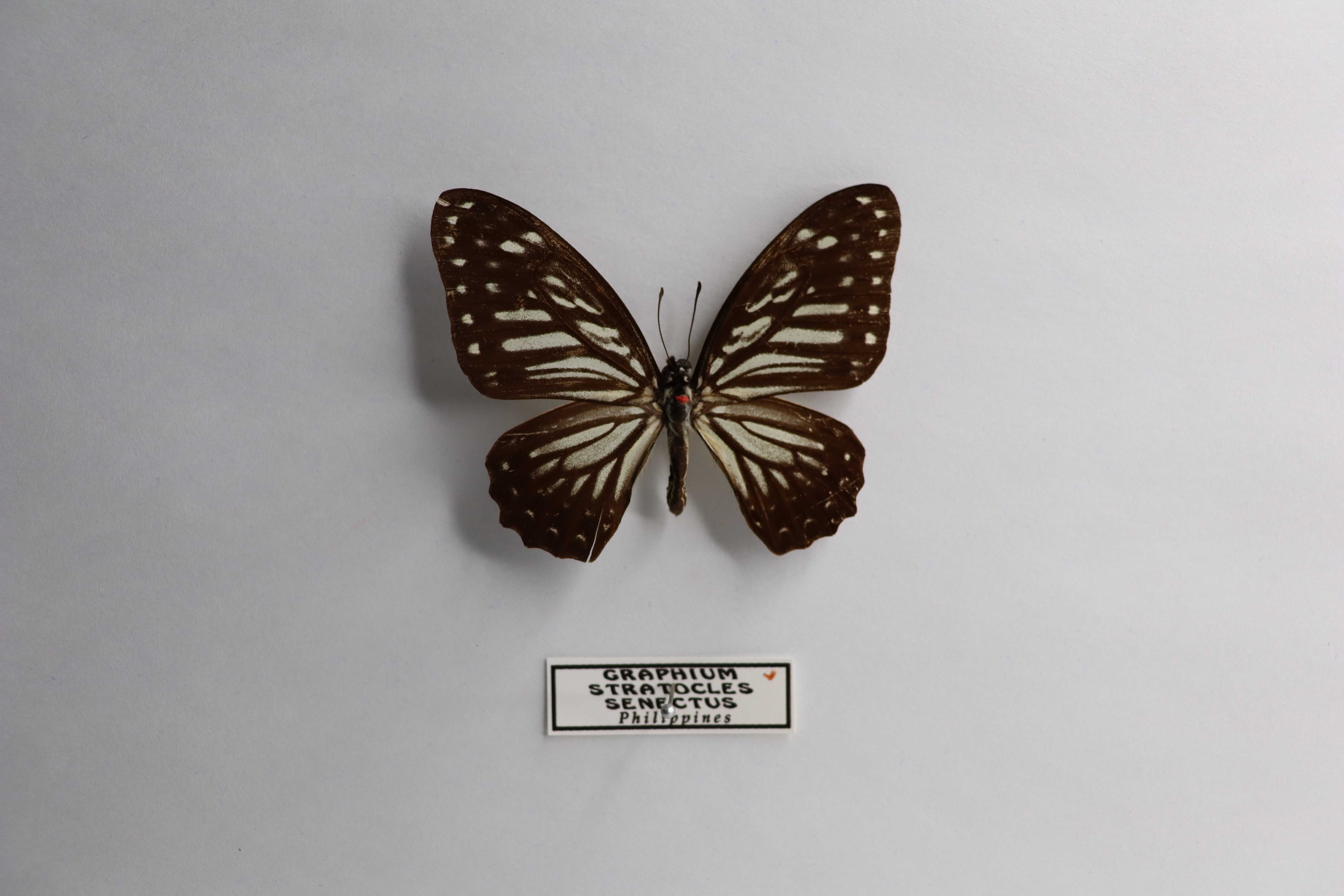 Graphium stratocles senectus