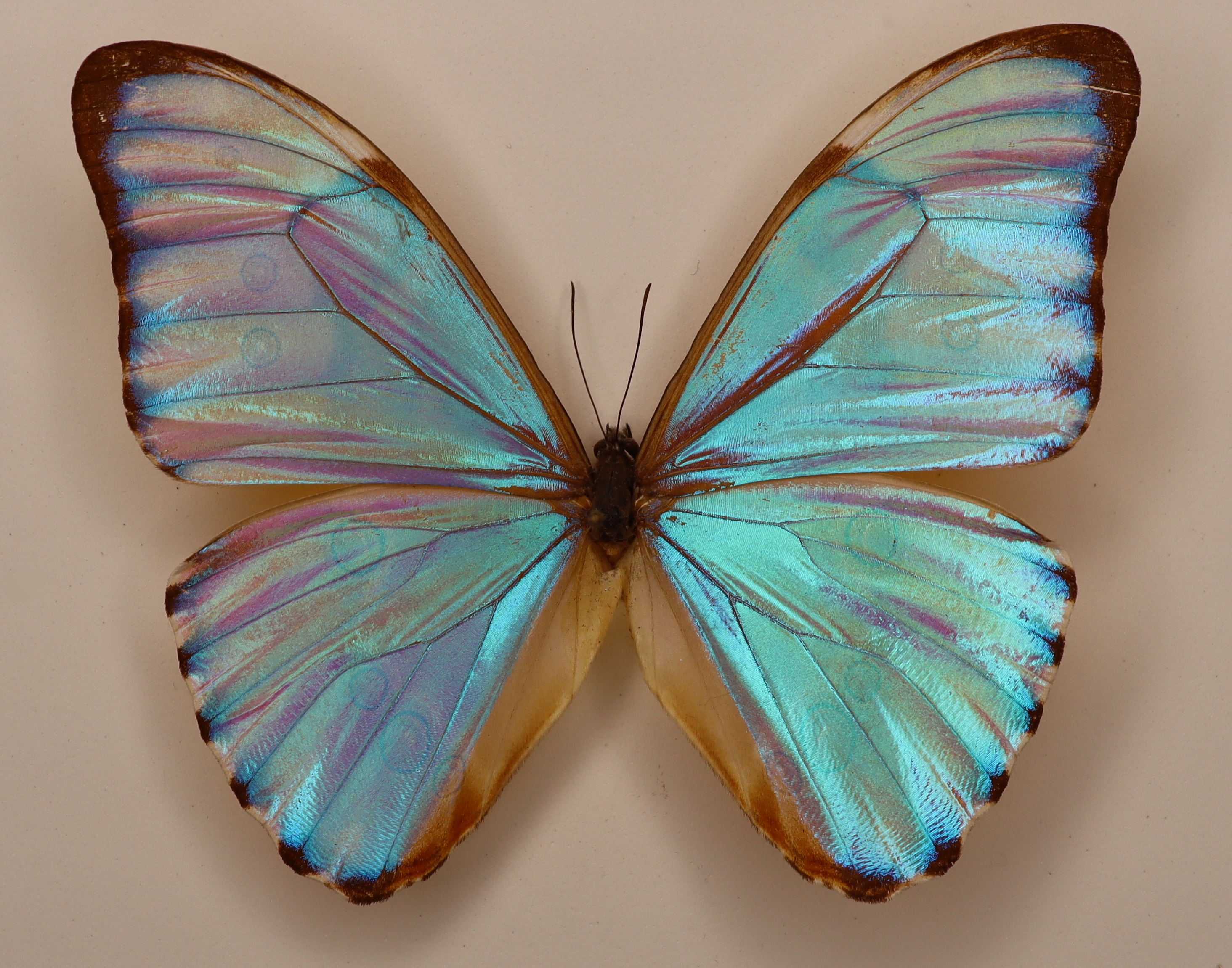 Morpho Aurora Aurora Peru