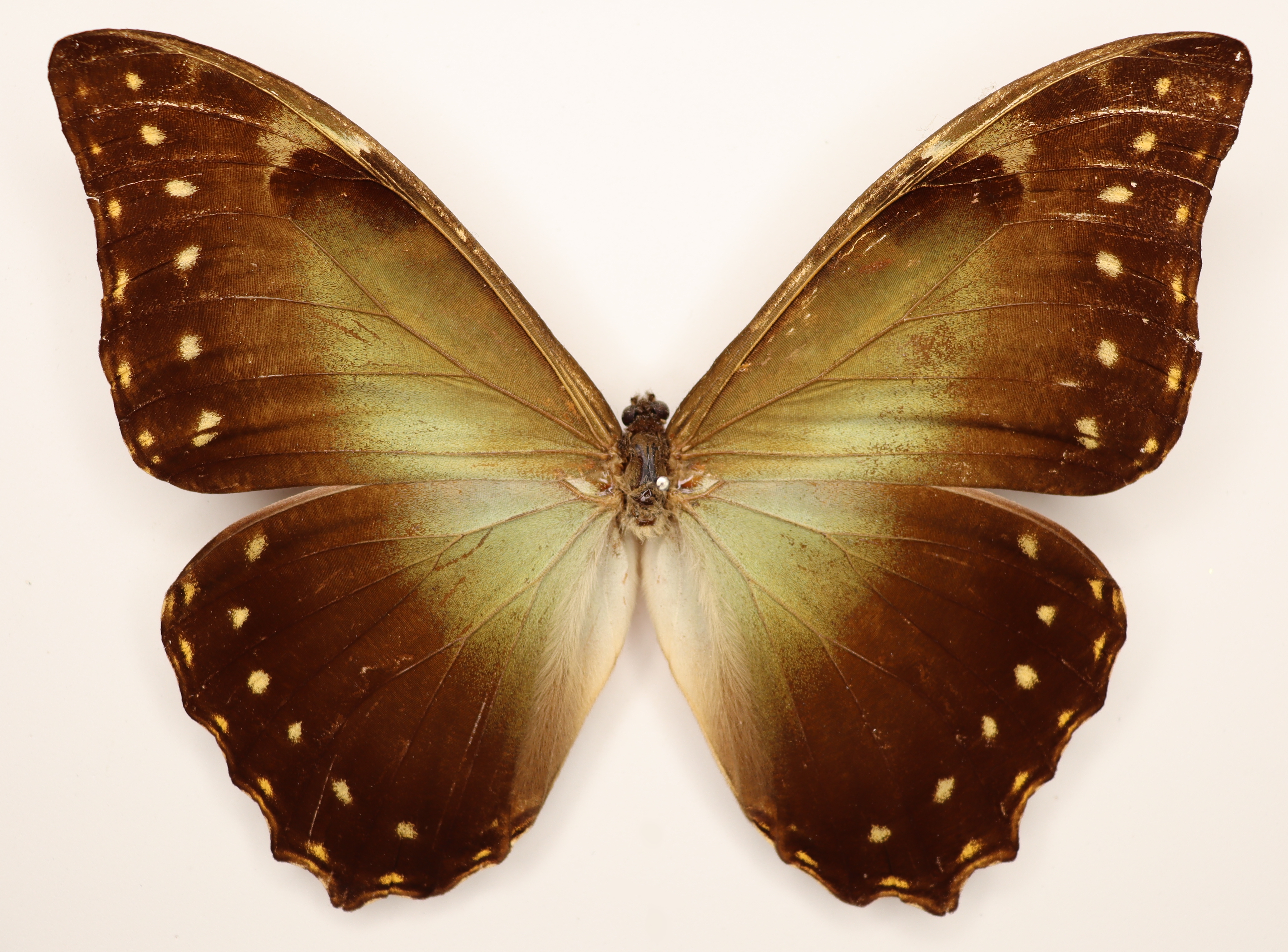 Morpho Hercules Brasilia