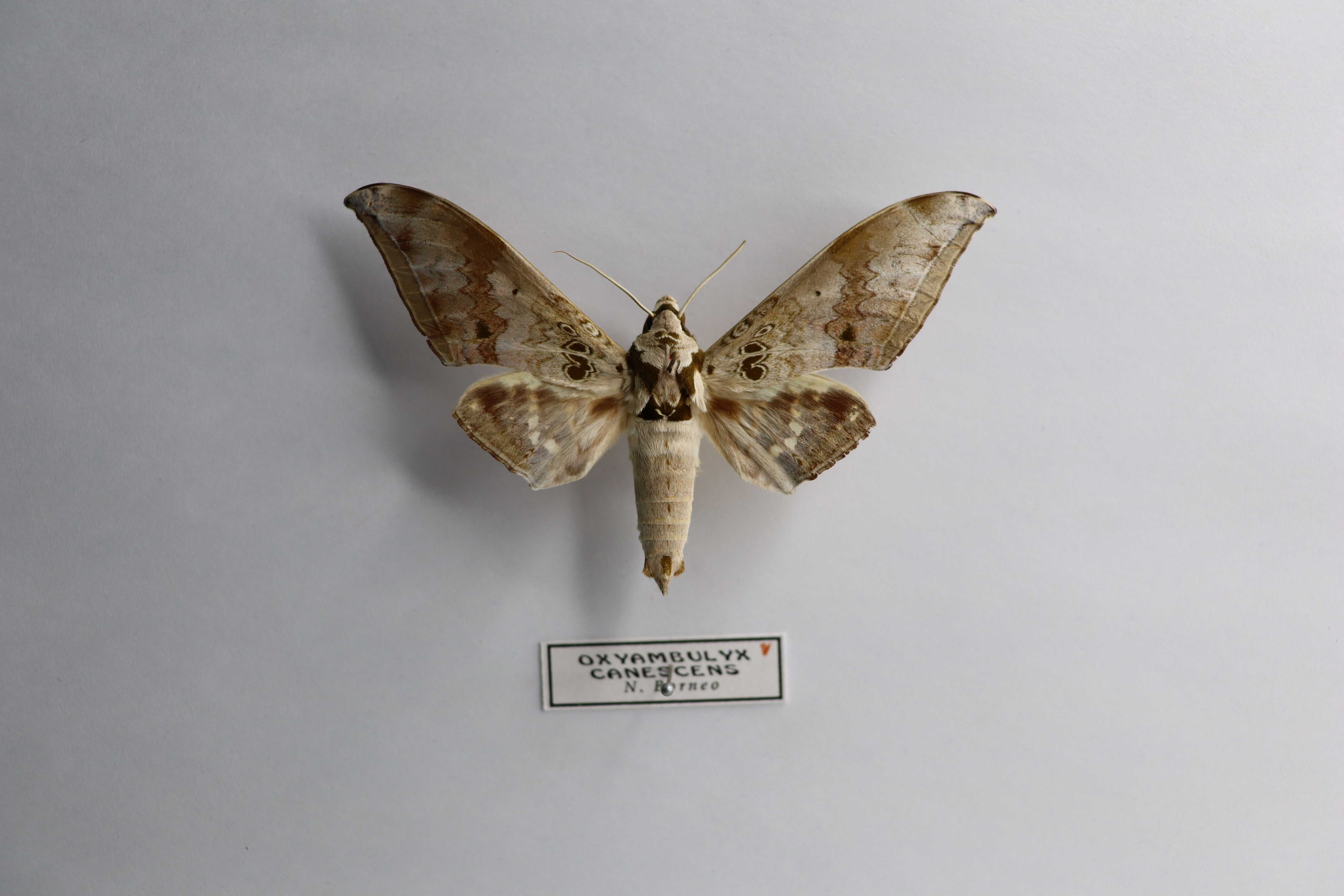 Oxyambulyx canescens