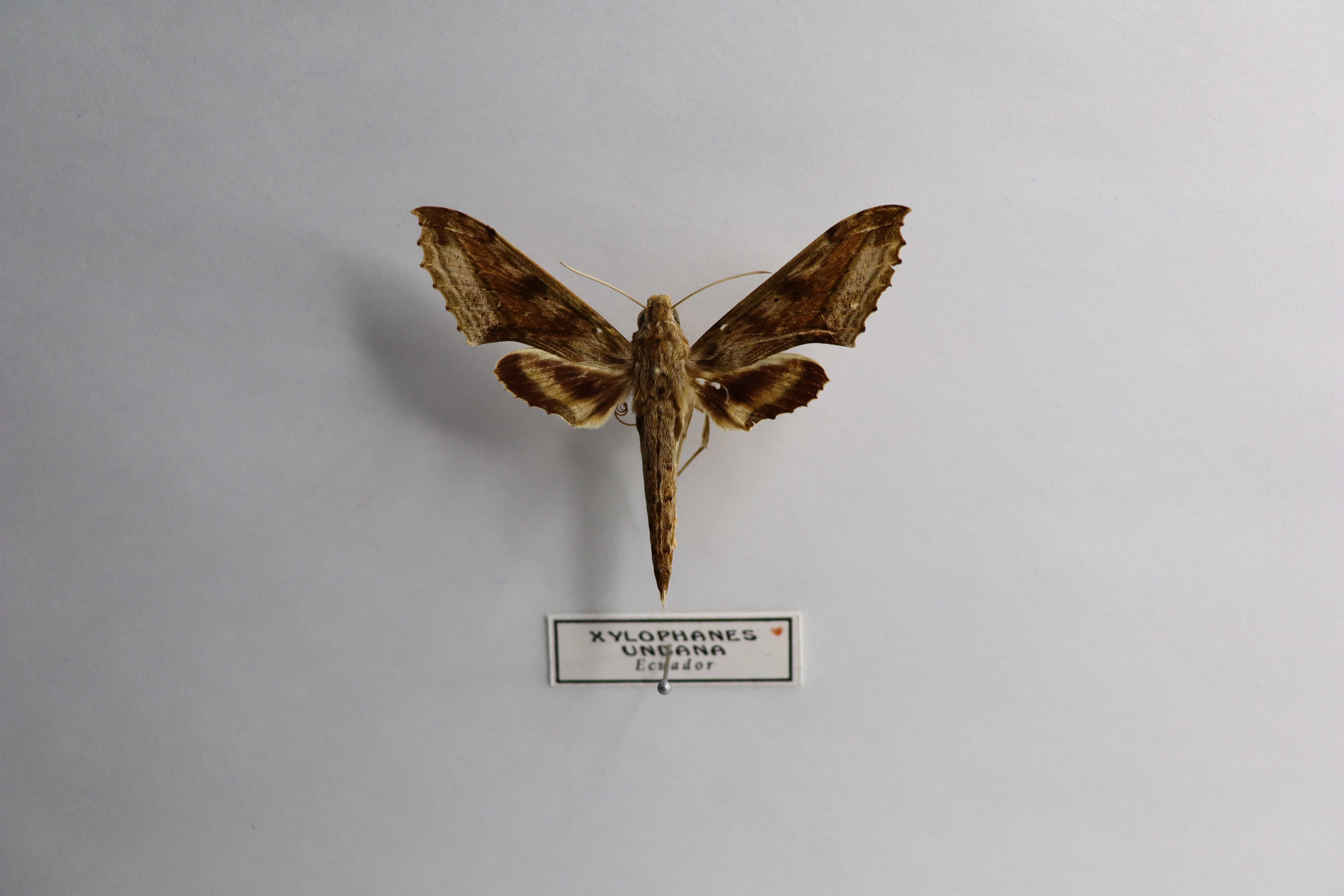 Xylophanes undata