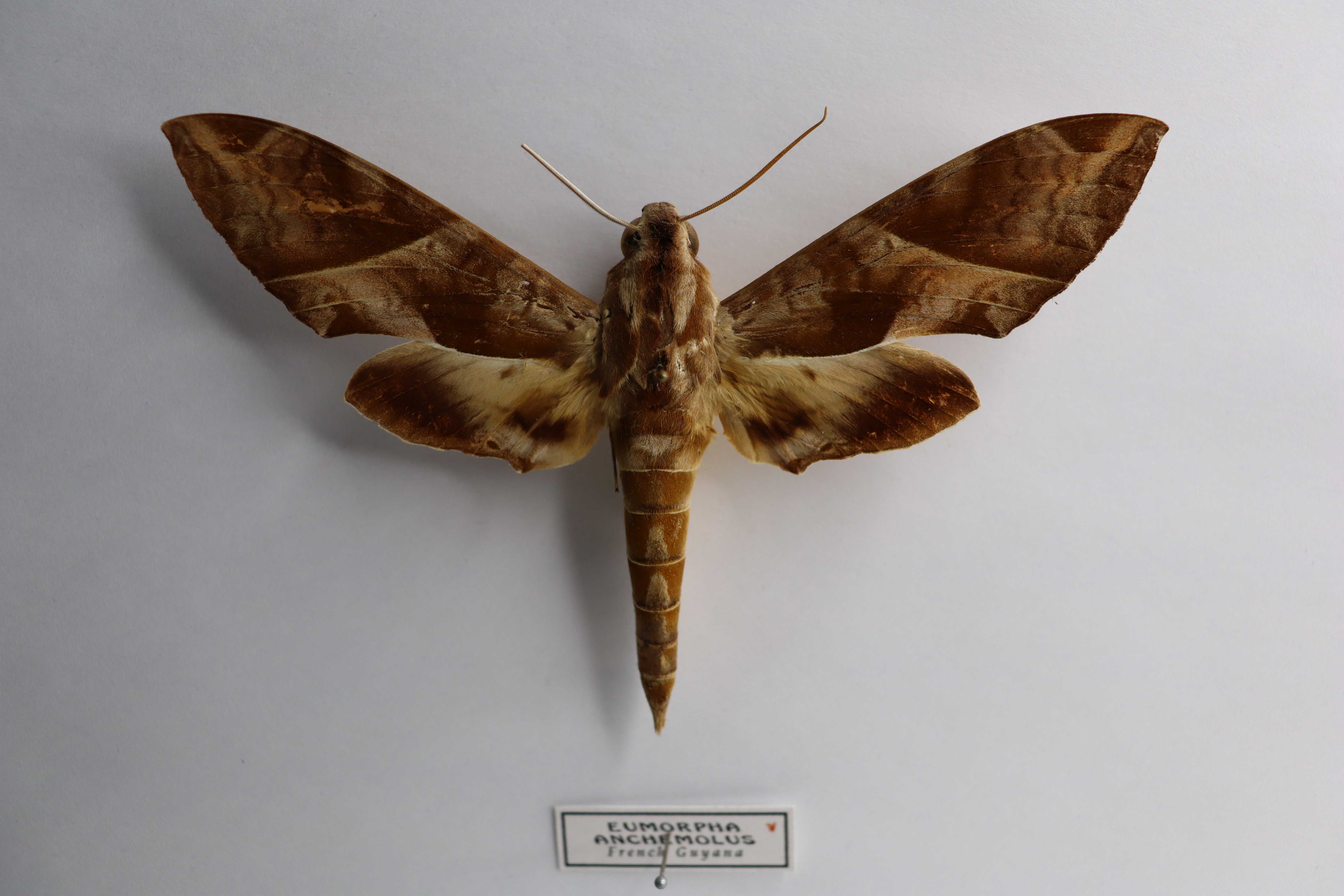 Eumorpha anchemolus