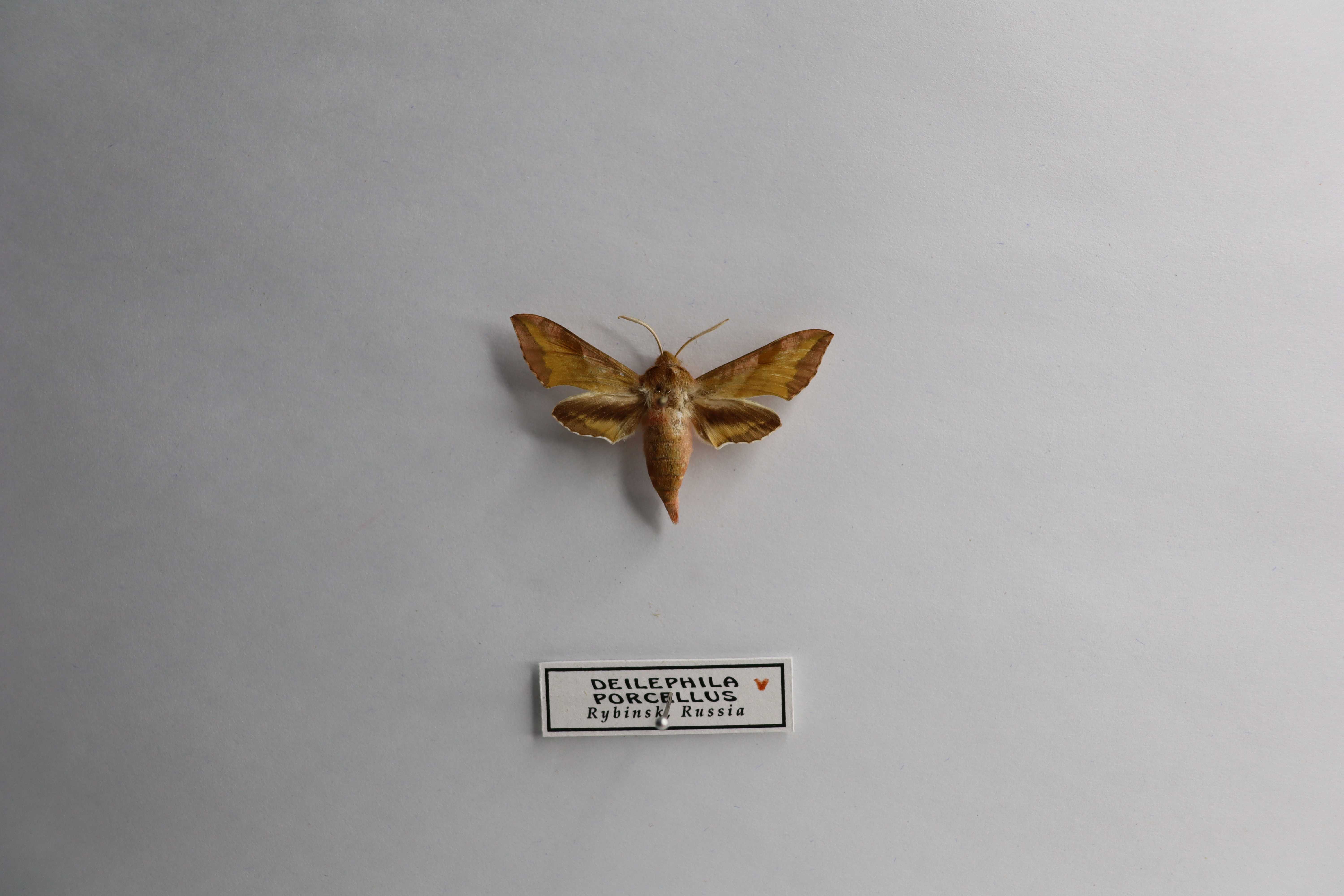 Deilephila porcellus
